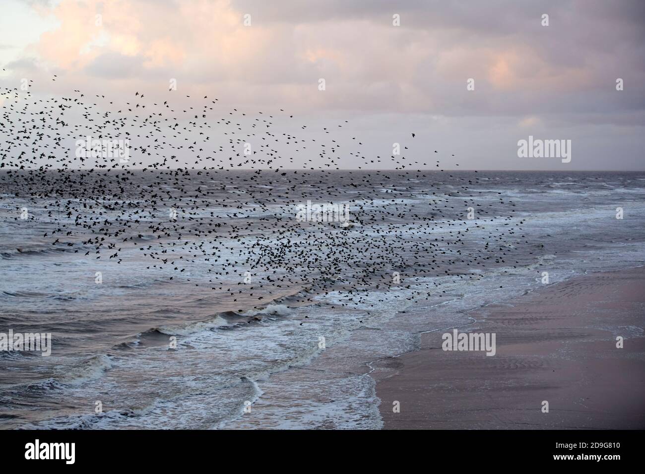 Blackpool Küste Schwarm von Vögeln fliegen in Dusk Stockfoto