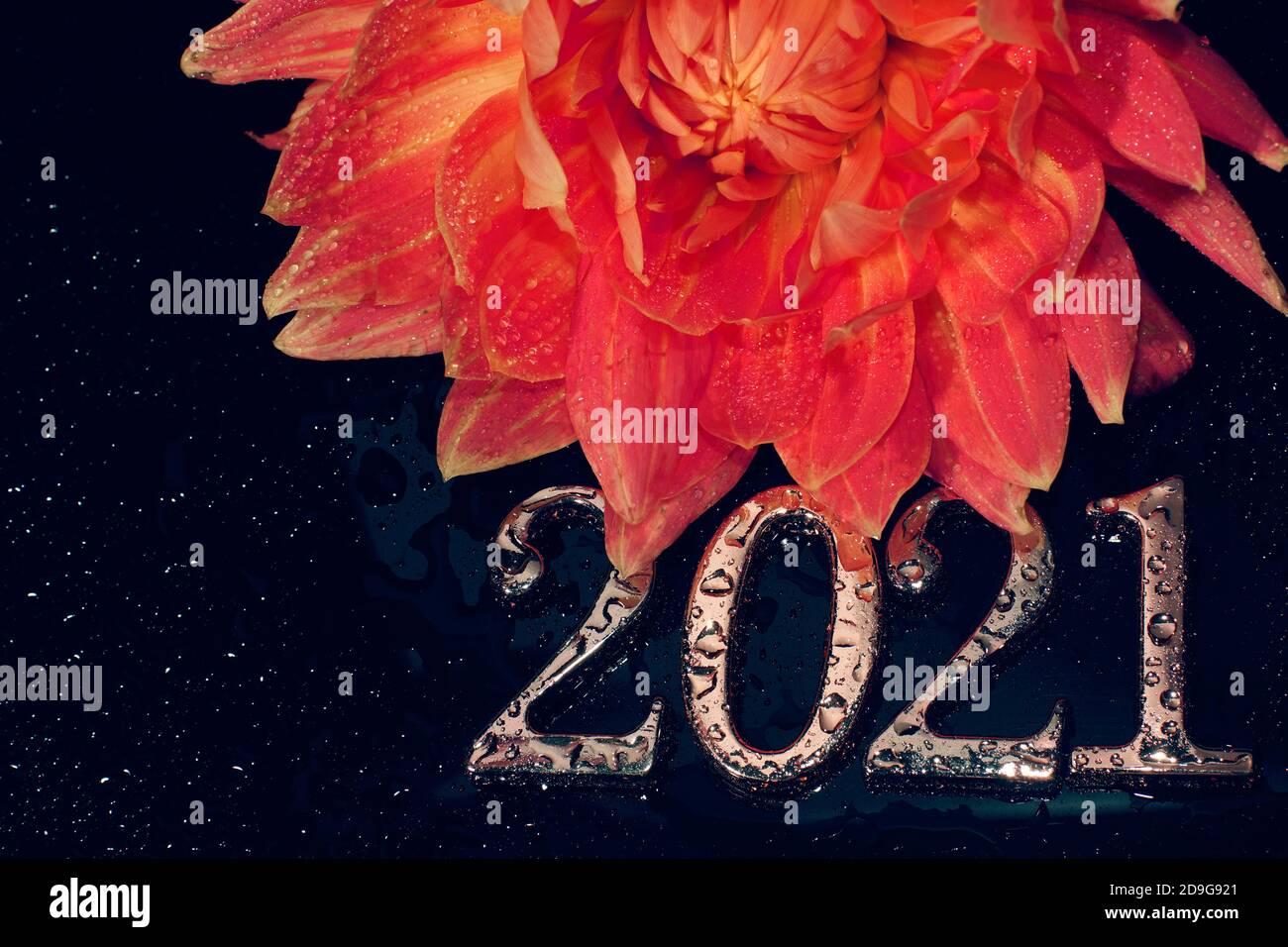 Die 2021 Metallnummern sind neben einer schönen roten Dahlia-Blume mit Wassertröpfchen bedeckt. Stockfoto