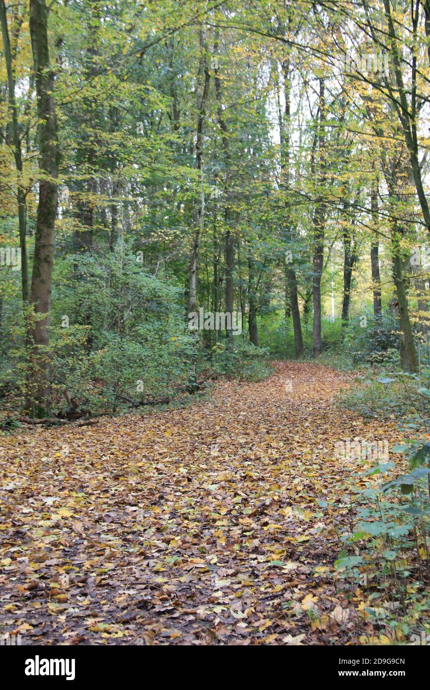 Stadtpark Staddijk Stockfoto
