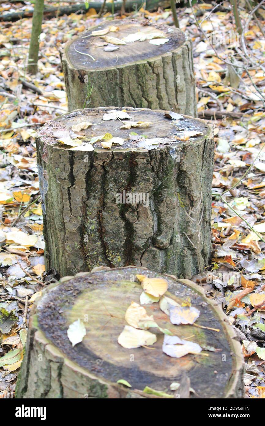 Stadtpark Staddijk Stockfoto