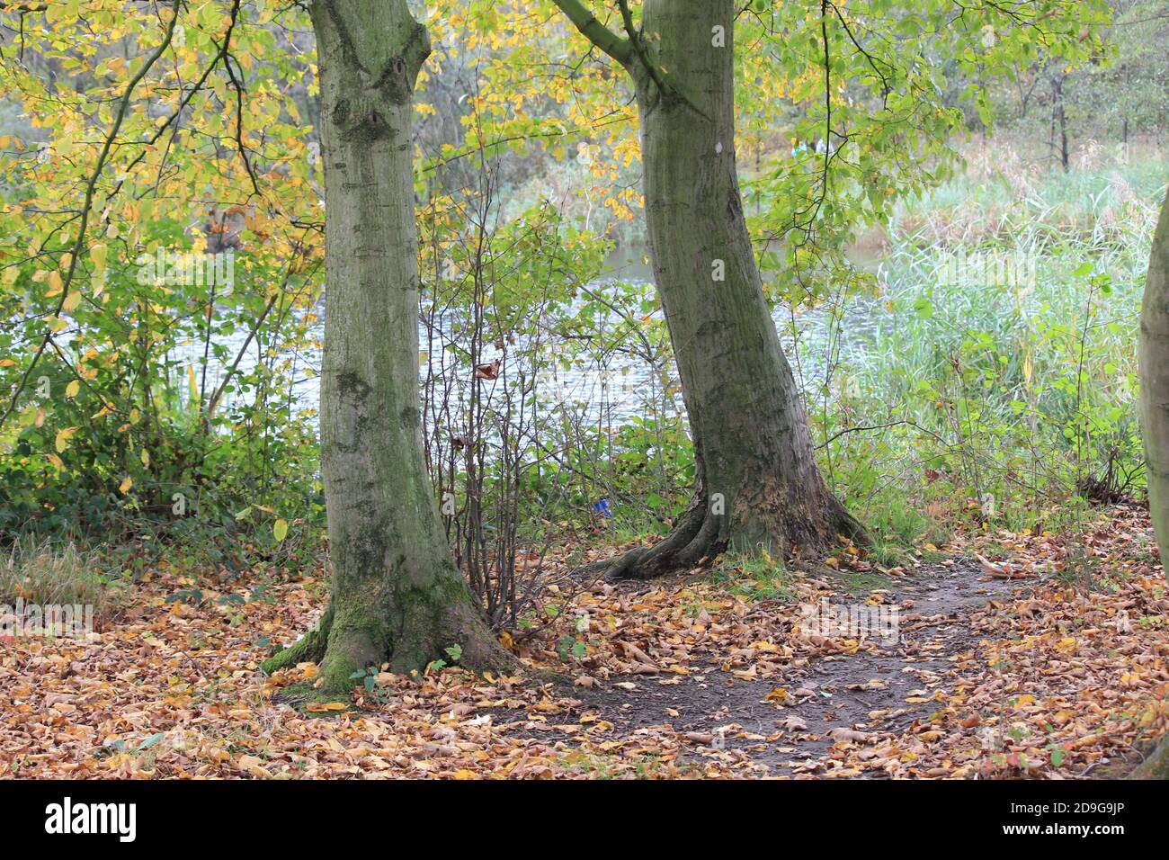 Stadtpark Staddijk Stockfoto