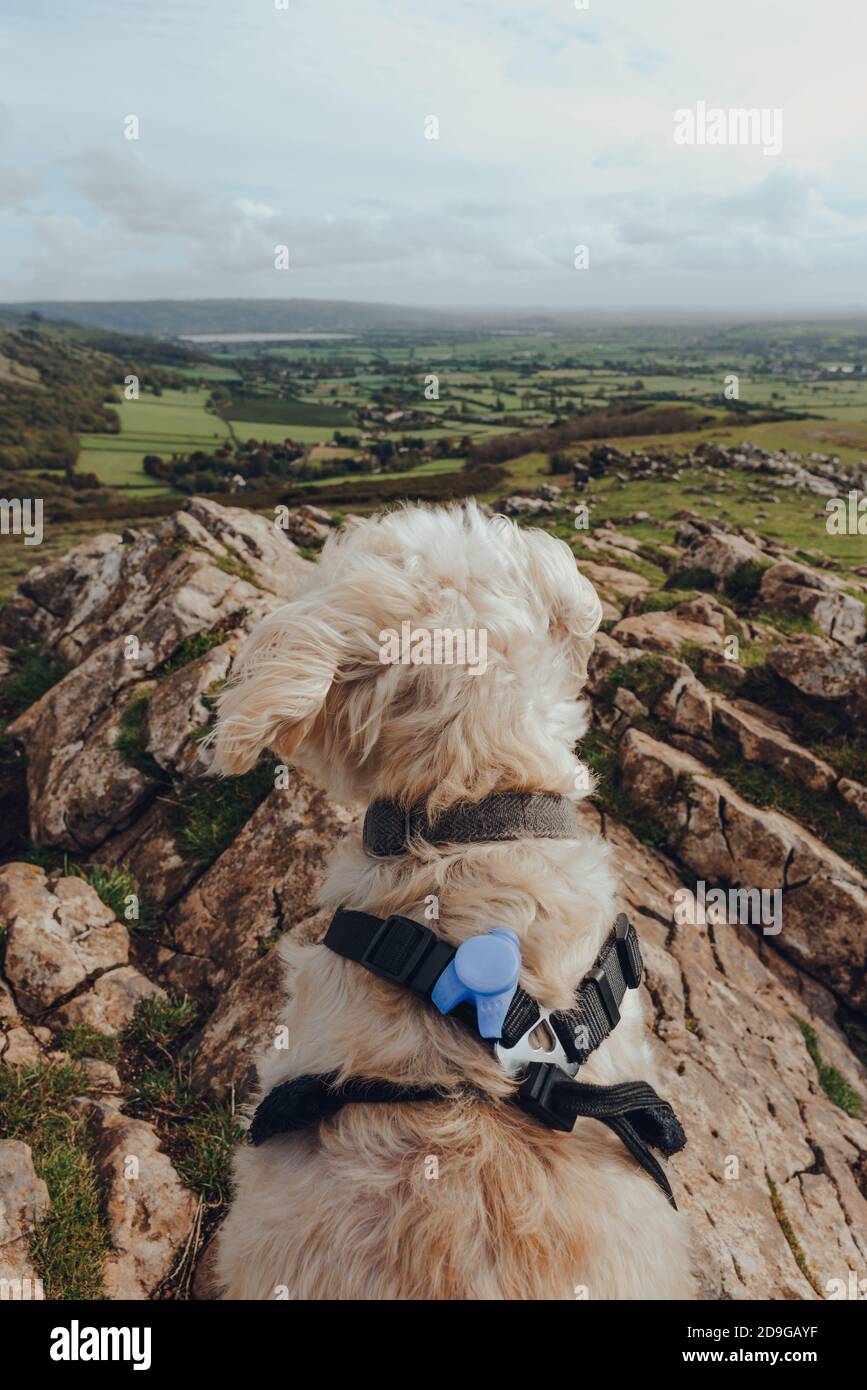 Weißer Hund sitzt auf dem Crook Peak in Mendip Hills, England, Großbritannien, mit Blick auf die Ferne. Stockfoto