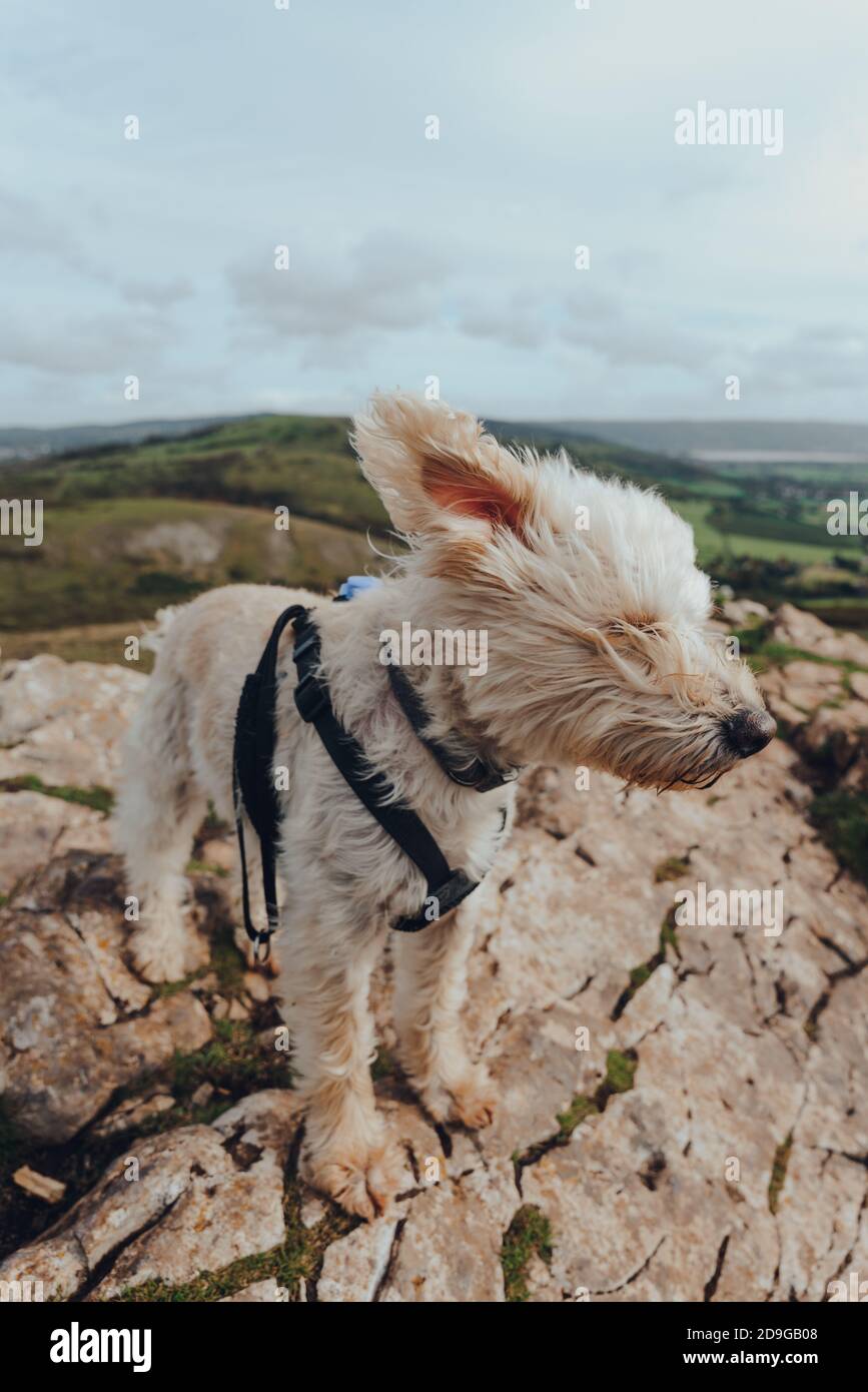 Netter weißer Hund, der bei starkem Wind auf dem Crook Peak in Mendip Hills, Somerset, UK, steht. Stockfoto