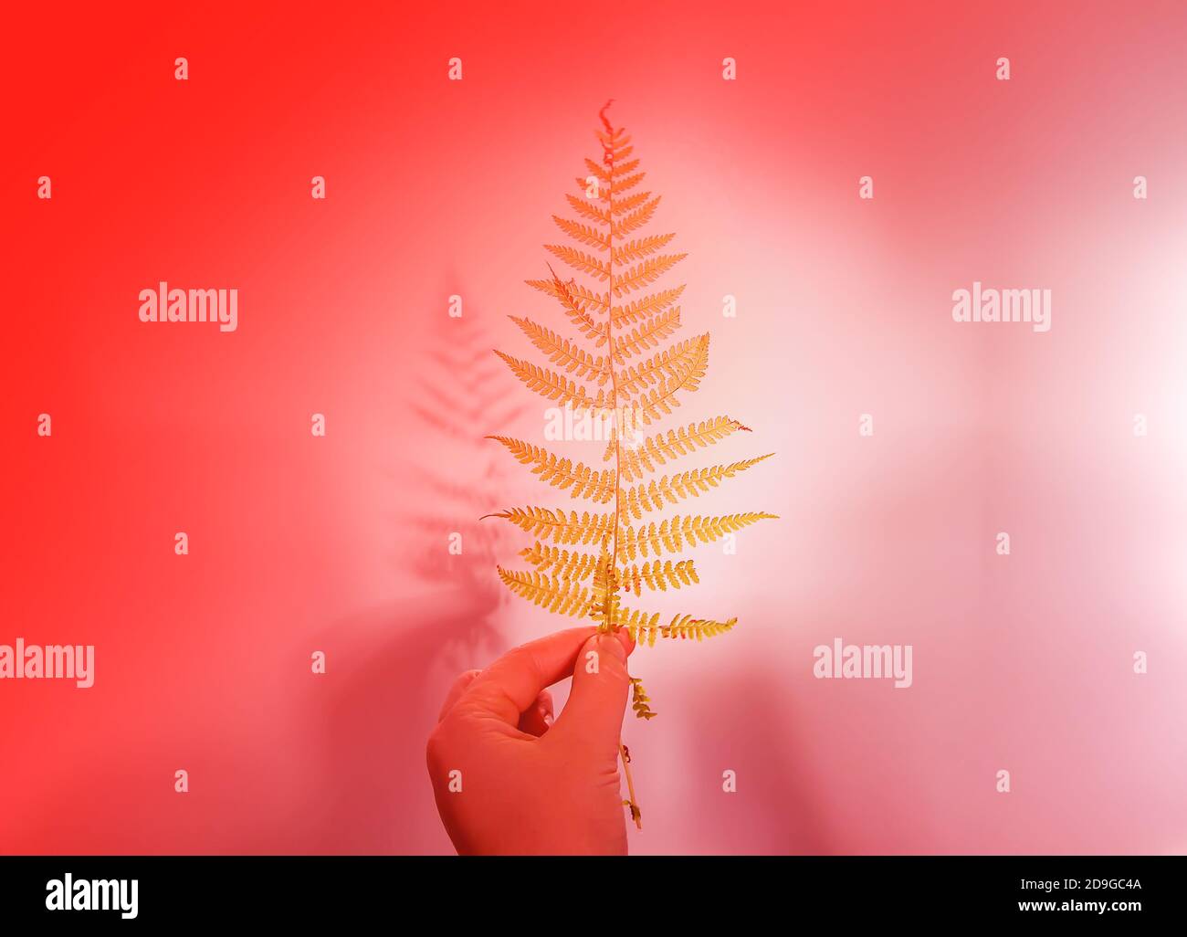 Grüner Waldfarn Pflanze Blatt in der Hand und Schatten Auf rauer, heller Oberfläche Stockfoto