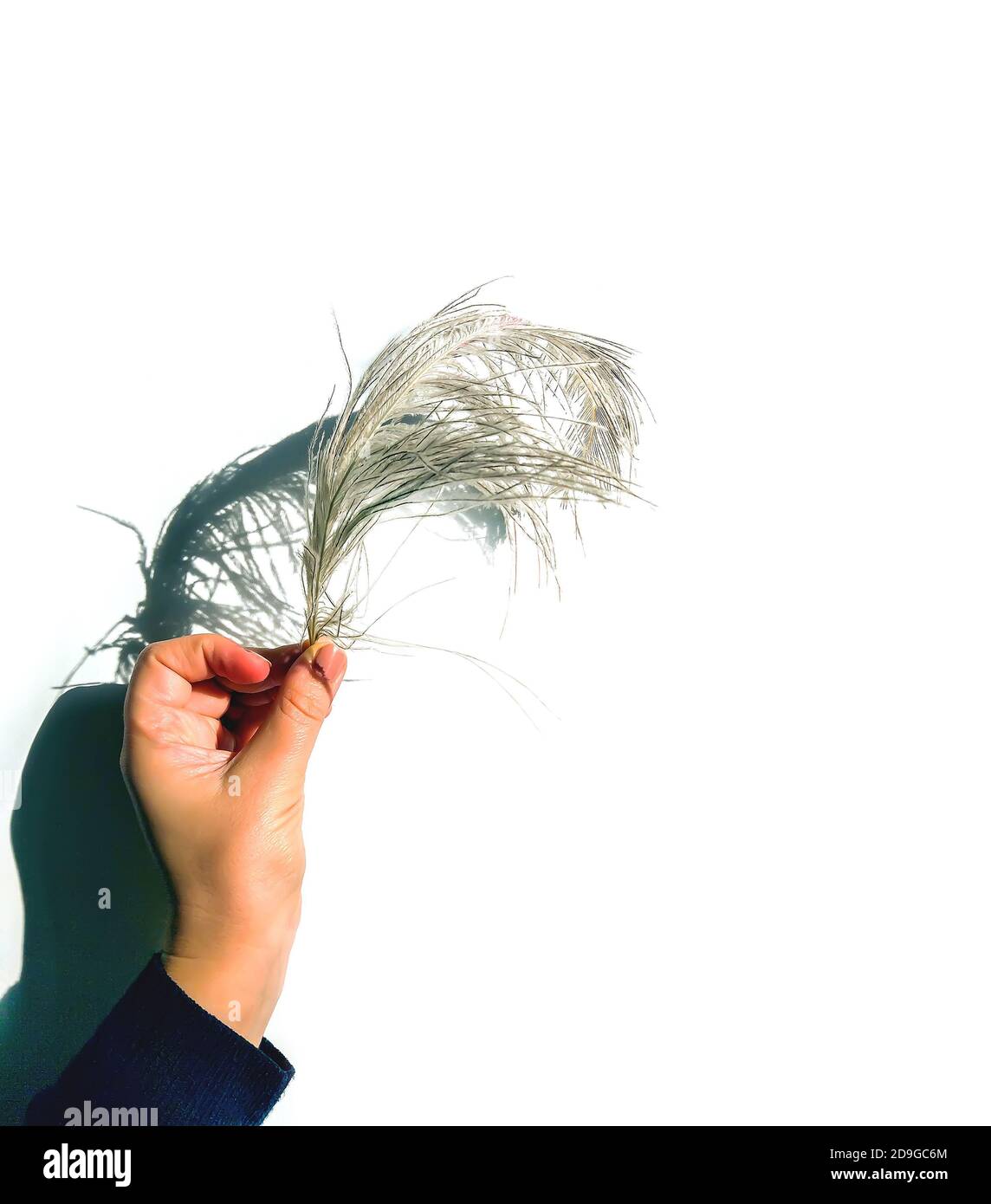 Straußenfeder in weiblicher Hand und Schatten auf hellem Hintergrund. Stockfoto