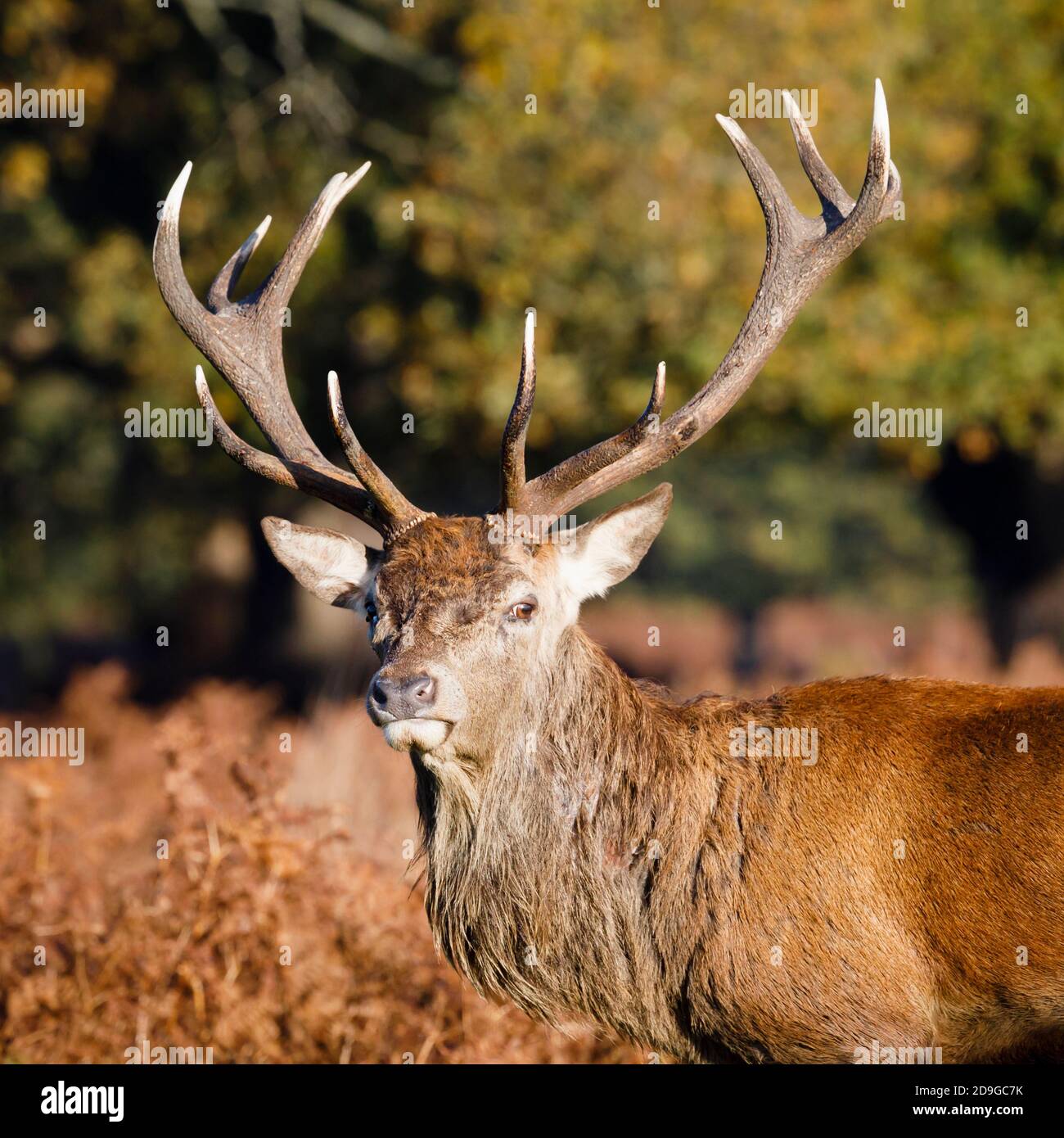 Rothirsch (Cervus elaphus) Hirsch steht im frühen Morgenlicht im Richmond Park, Richmond, London in der Brunftzeit im Spätherbst bis zum frühen Winter Stockfoto