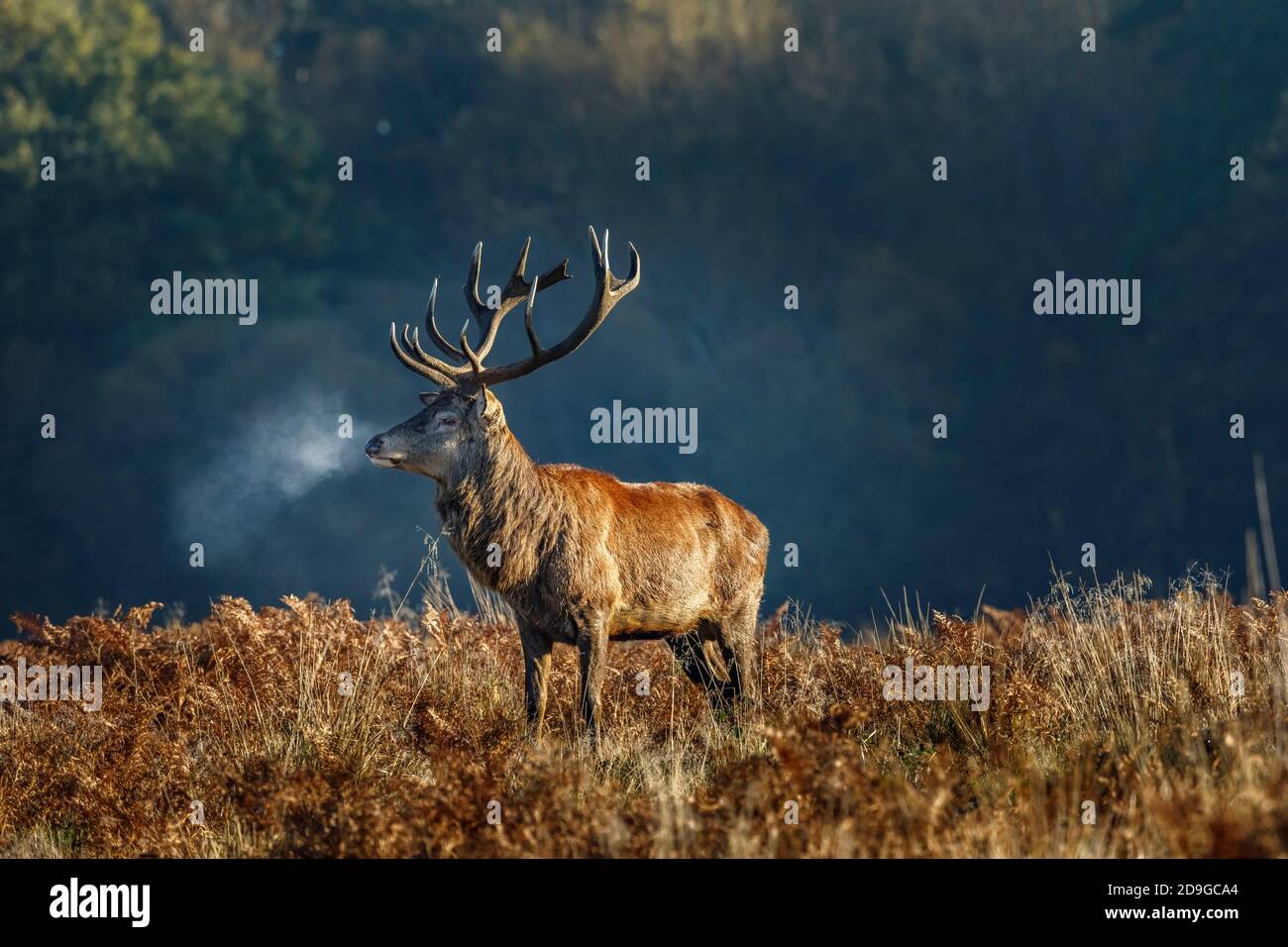 Rotwild (Cervus elaphus) im Morgenlicht im Richmond Park, Richmond, London, Südostengland in der Brunftzeit im Spätherbst bis zum frühen Winter Stockfoto