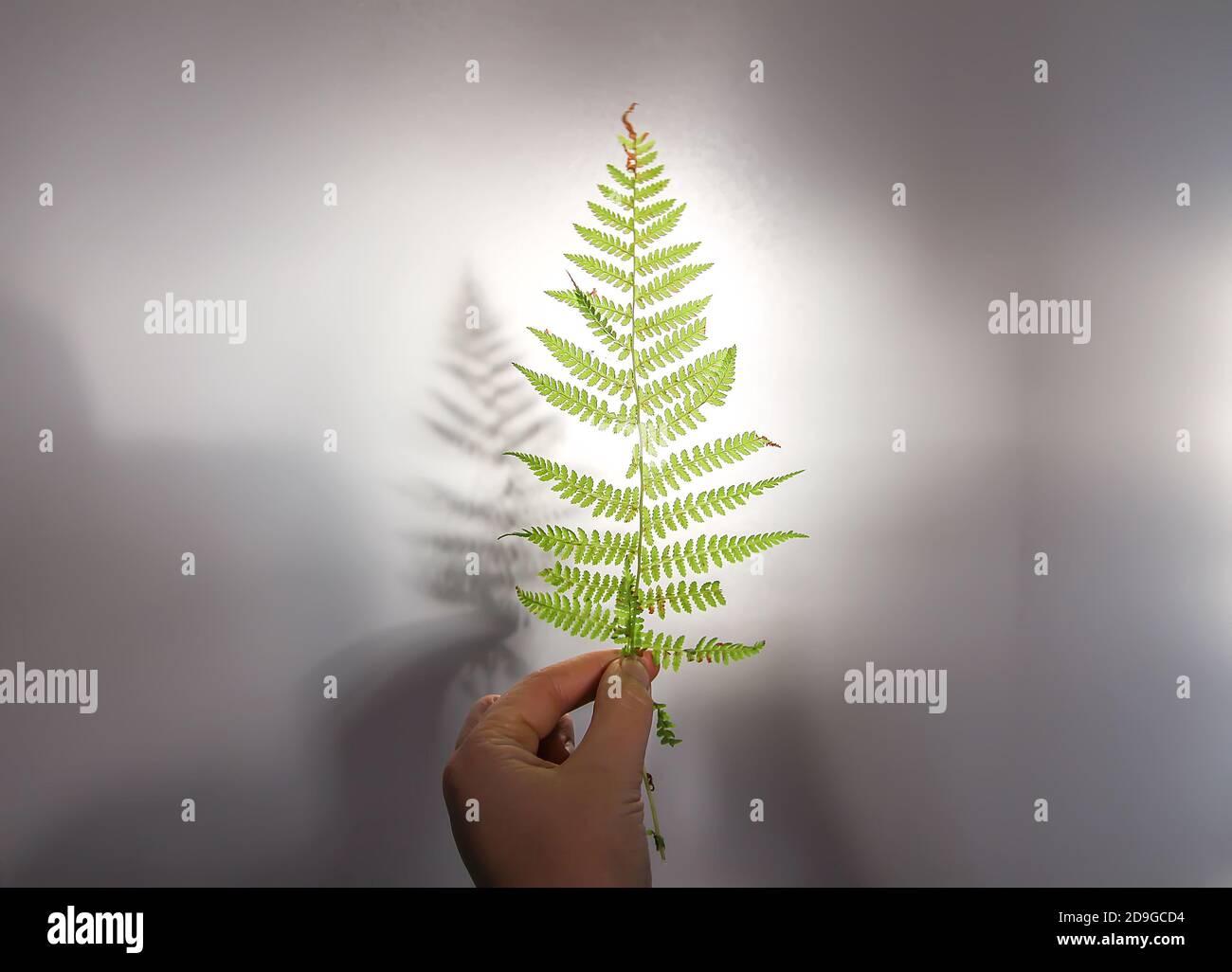 Grünfarn Pflanze Blatt in der Hand und Schatten auf Raue, leichte Oberfläche Stockfoto