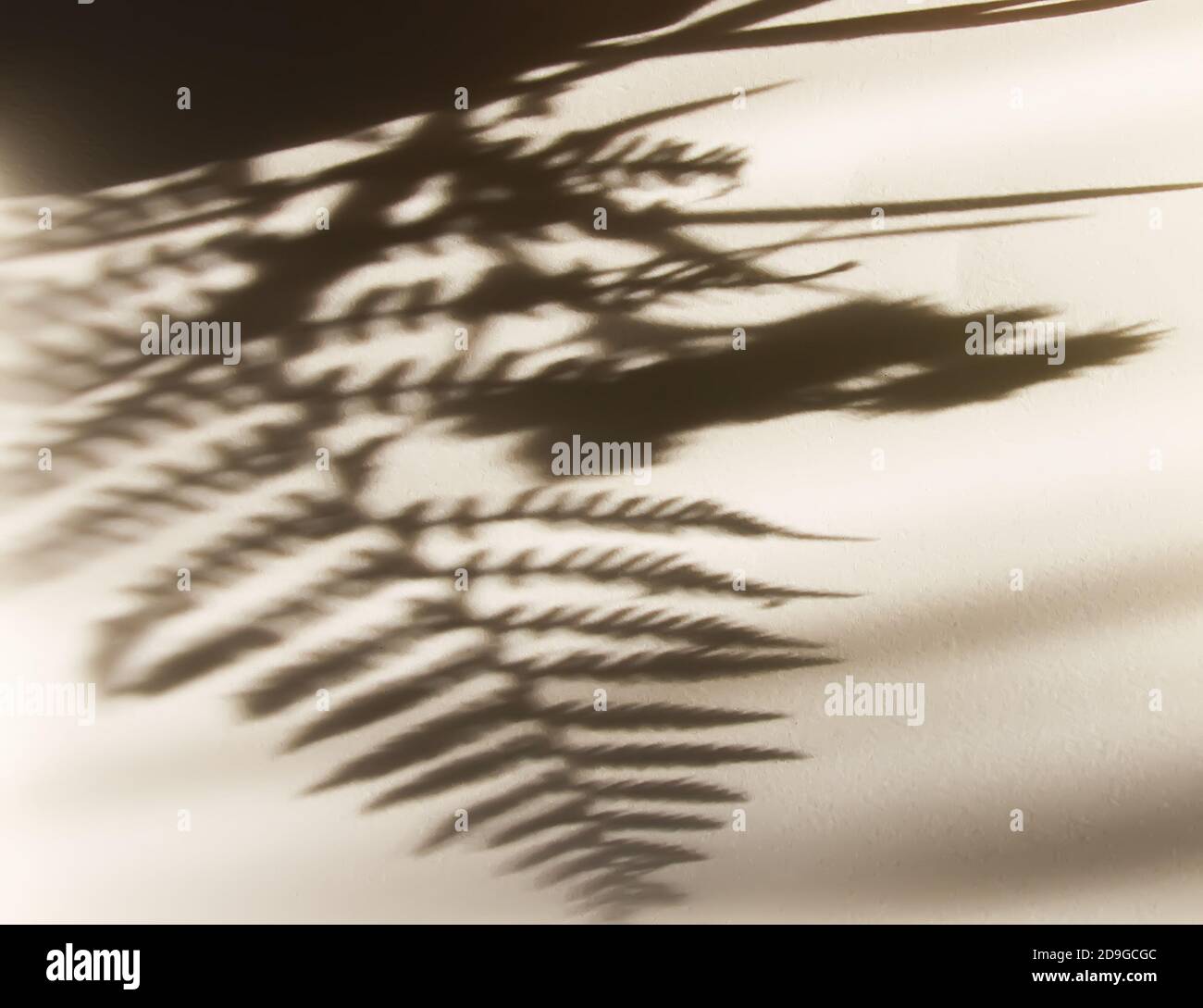 Grünfarn Pflanze Blatt in der Hand und Schatten auf raue helle Oberfläche. Stockfoto