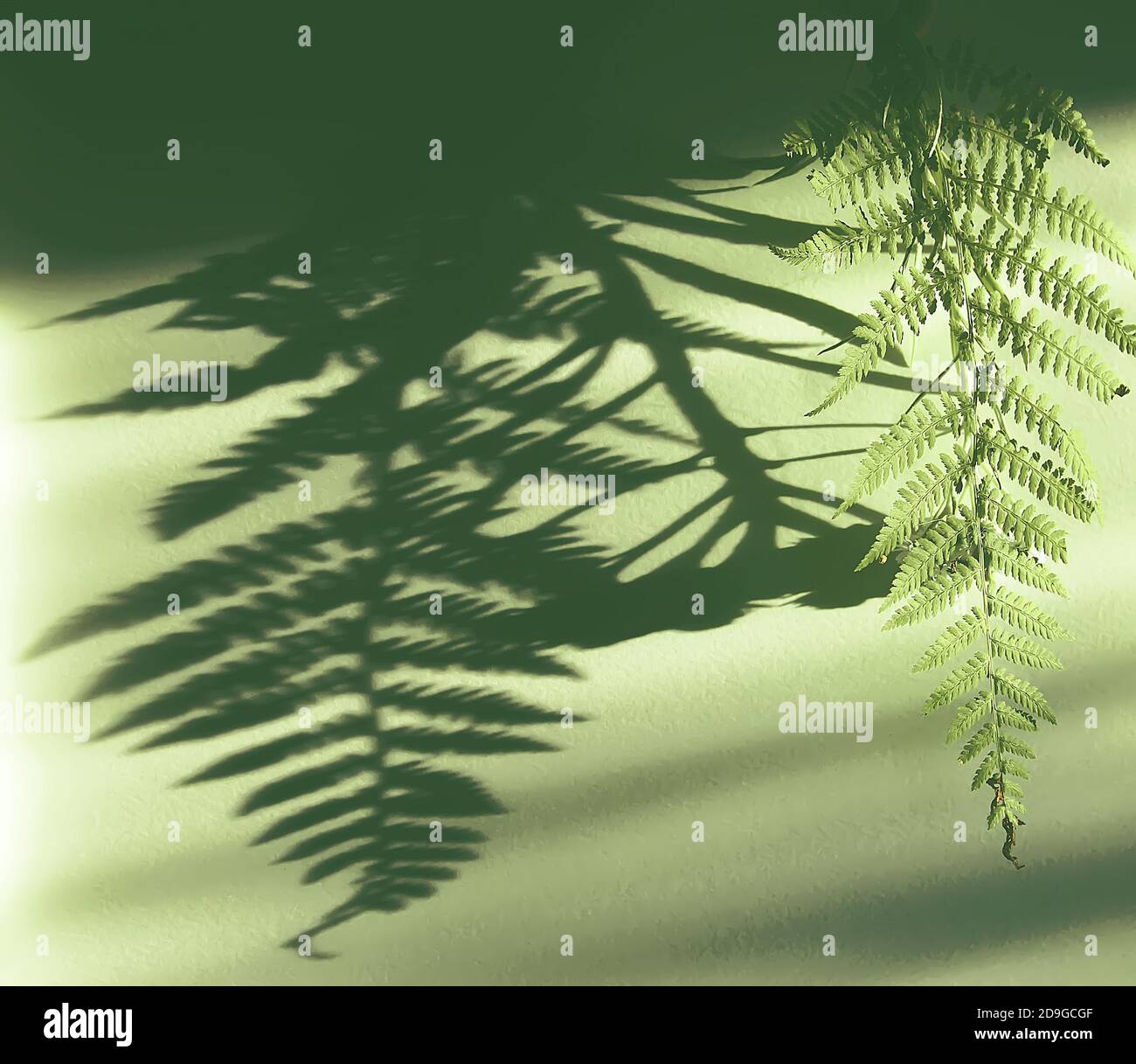 Grünfarn Pflanze Blatt in der Hand und Schatten auf raue helle Oberfläche. Stockfoto