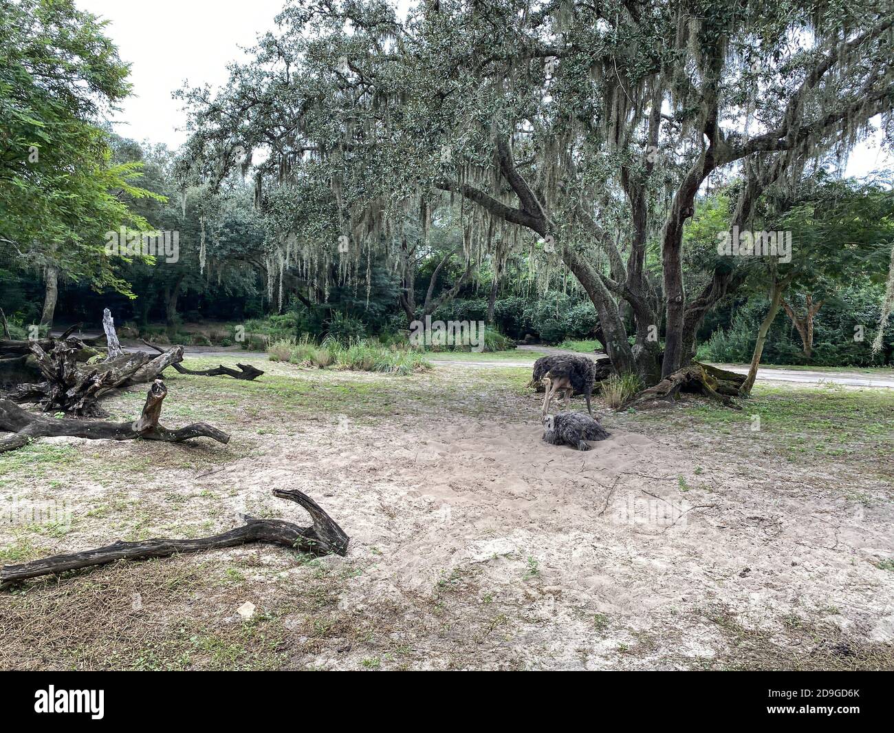 Zwei Strauße hängen in einem Zoo in Orlando, Florida. Stockfoto