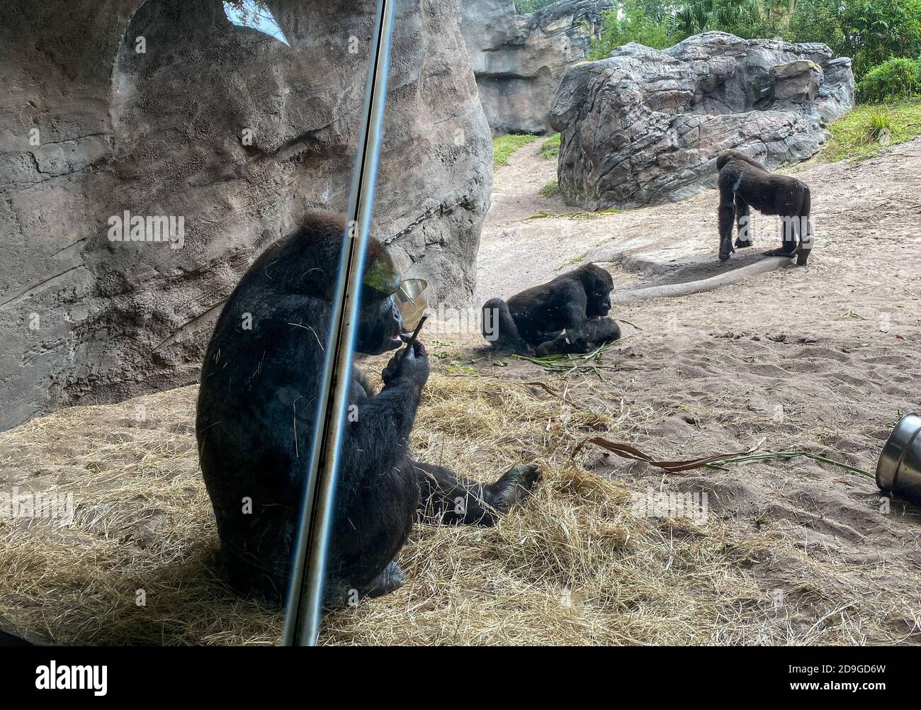 Gorillas hängen in einer Ausstellung in einem Zoo in Orlando, Florida. Stockfoto