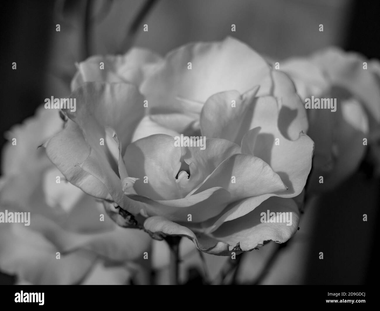 Schwarz-weiße Rosenblüten - Nahaufnahme mit flachen Schärfentiefe Stockfoto