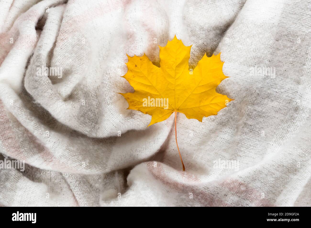 Herbst Ahornblatt auf zerknitterter grauer Wolldecke. Weich und warm Stoff in Falten gekrümmt. Textur Stockfoto