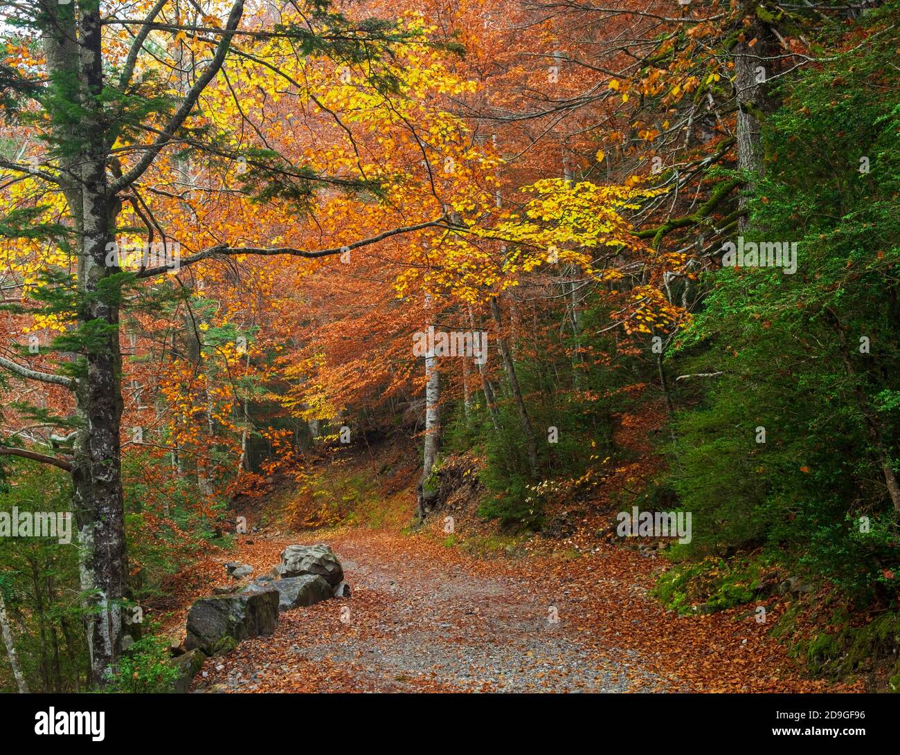 Schöne Farben des Herbstwaldes. Pyrenäen, Spanien Stockfoto