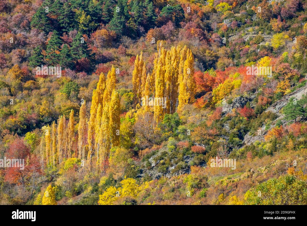 Schöne Farben des Herbstwaldes. Pyrenäen, Spanien Stockfoto