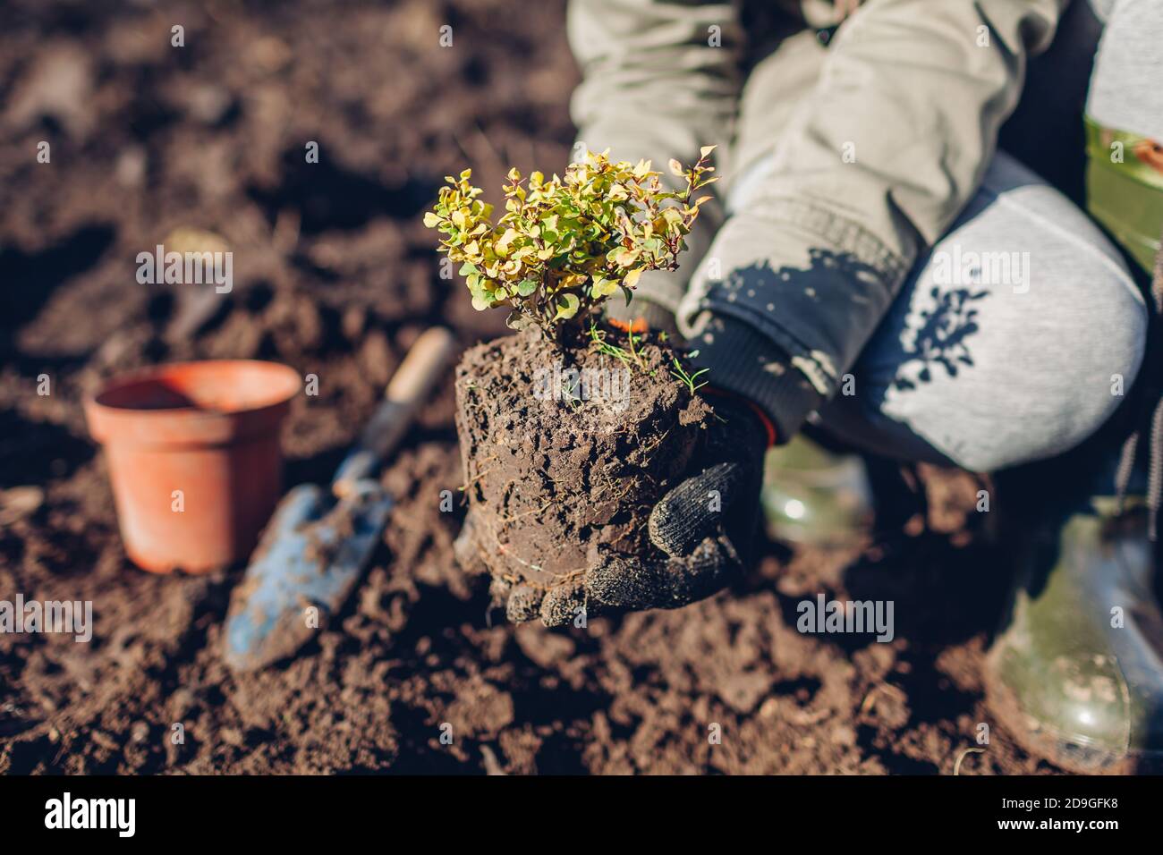 Gärtner umpflanzen Berberbusch aus Behälter in Boden. Gartenarbeit im Herbst. Thunbergs gelbe Berberitze Stockfoto