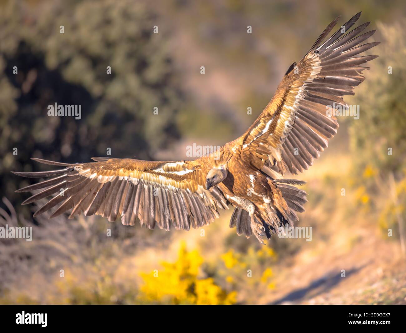 Griffon Geier (Gyps fulvus) fliegt und bereitet sich auf die Landung in den spanischen Pyrenäen, Katalonien, Spanien, April vor. Dies ist ein großer Geier Der Alten Welt im Stockfoto