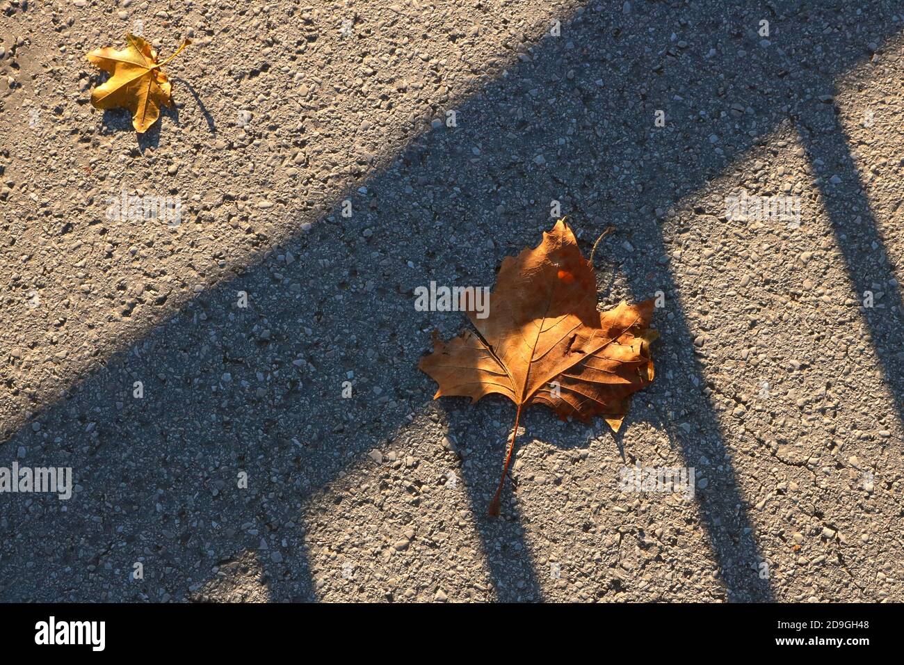 Herbstlaub auf dem Bürgersteig Stockfoto