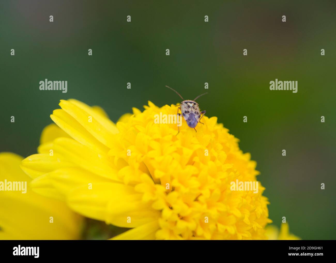 Ein Käfer auf einer gelben Blume Stockfoto