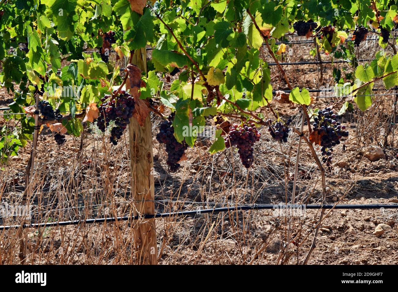 Rote Trauben in einer Plantage in Mallorca, Spanien Reifung Stockfoto