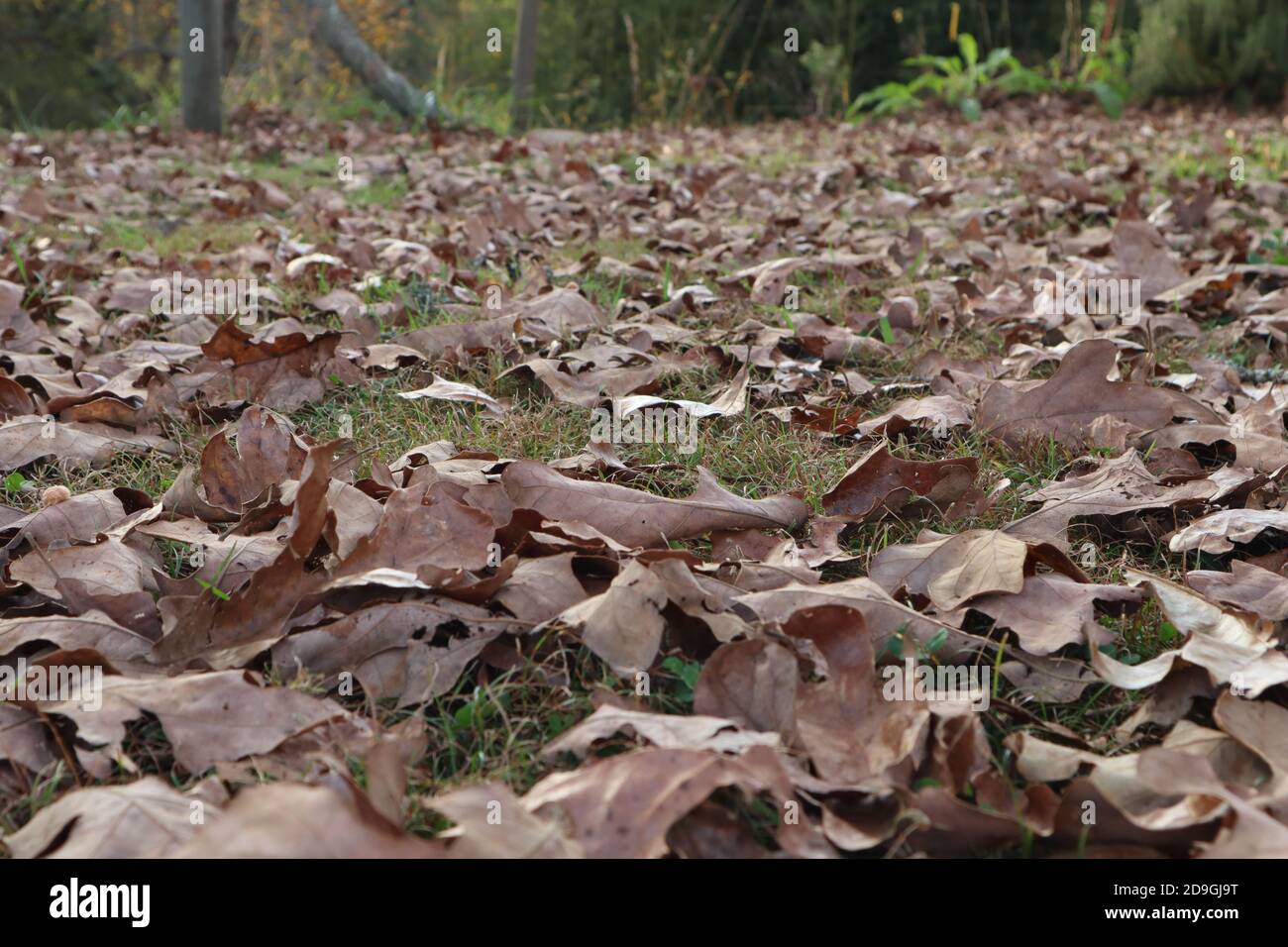 Blick über trockene Herbst Eichenblätter auf dem Boden für Ein herzerfaller Hintergrund Stockfoto