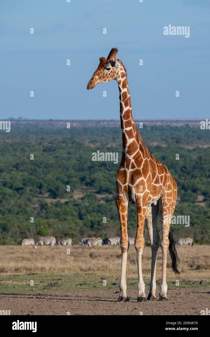 Afrika, Kenia, Laikipia Plateau, Northern Frontier District, Ol Pejeta Conservancy. Netzgiraffe (WILD: Giraffa camelopardalis reticulata) mit Stockfoto