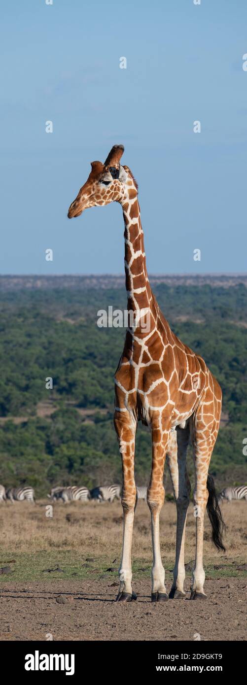 Afrika, Kenia, Laikipia Plateau, Northern Frontier District, Ol Pejeta Conservancy. Netzgiraffe (WILD: Giraffa camelopardalis reticulata) mit Stockfoto