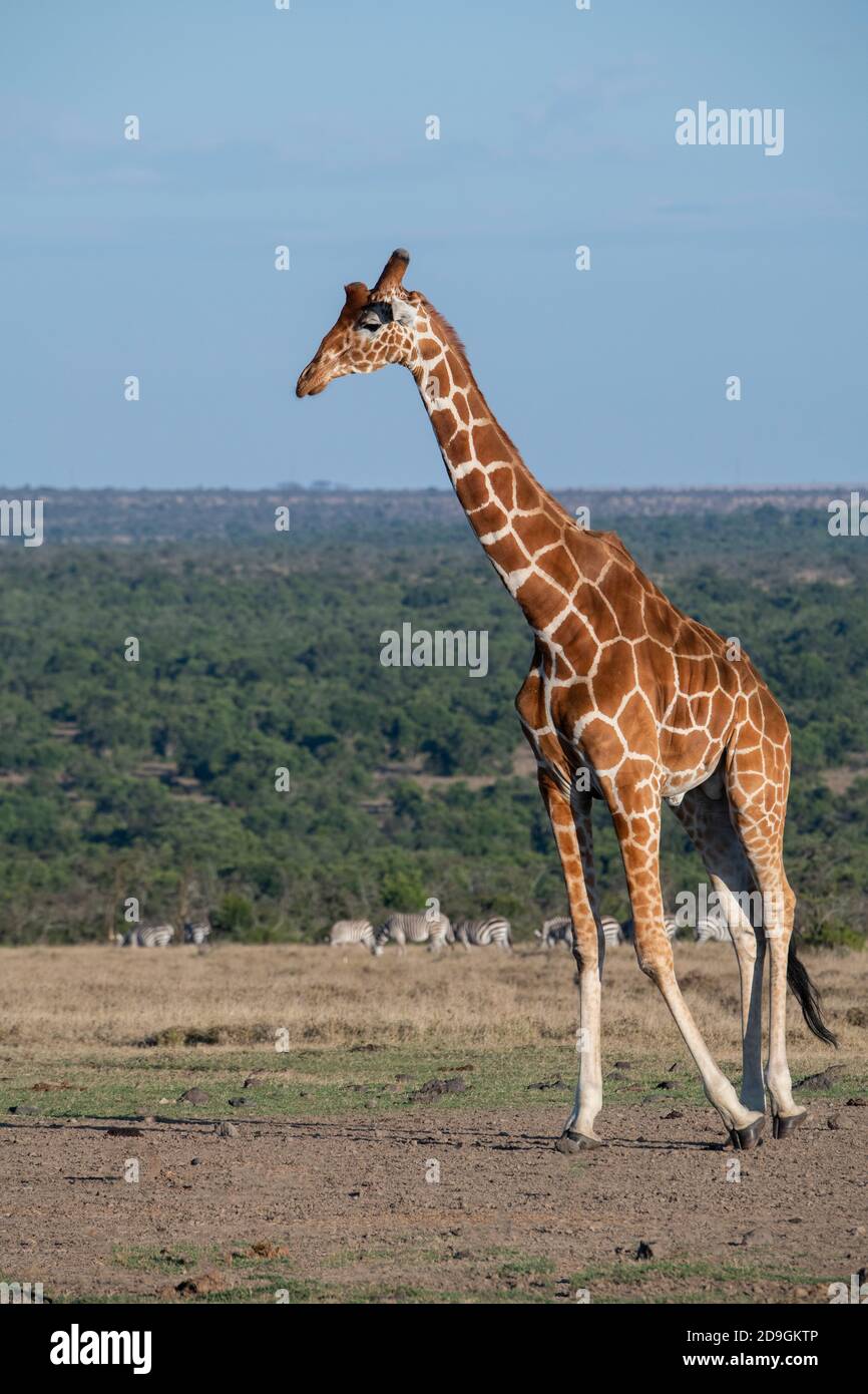 Afrika, Kenia, Laikipia Plateau, Northern Frontier District, Ol Pejeta Conservancy. Netzgiraffe (WILD: Giraffa camelopardalis reticulata) Stockfoto