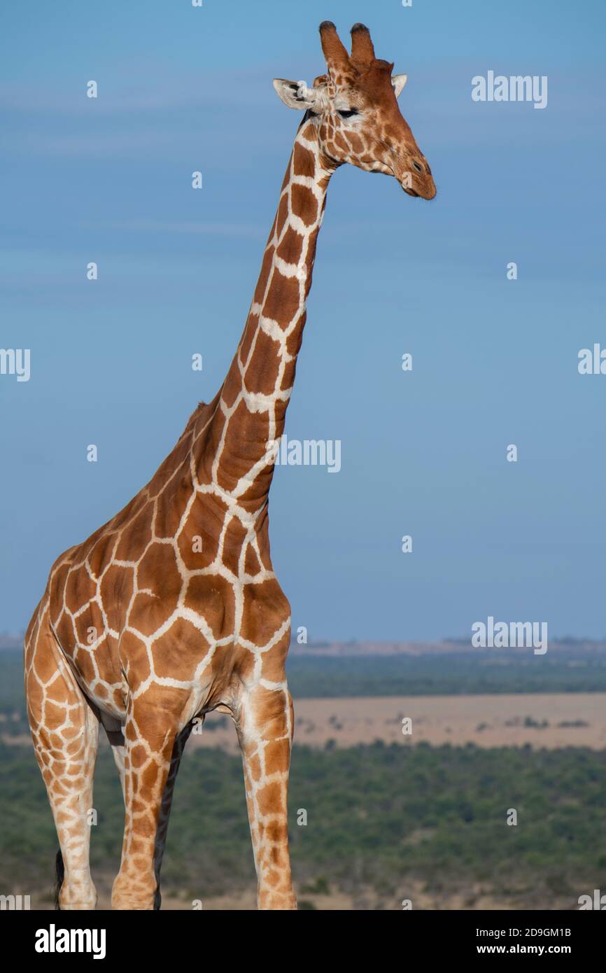 Afrika, Kenia, Laikipia Plateau, Northern Frontier District, Ol Pejeta Conservancy. Netzgiraffe (WILD: Giraffa camelopardalis reticulata) Stockfoto
