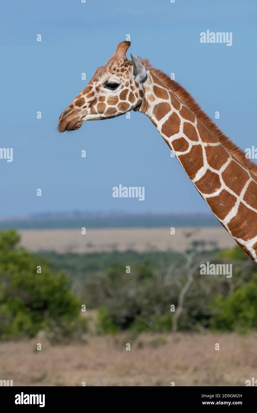 Afrika, Kenia, Laikipia Plateau, Northern Frontier District, Ol Pejeta Conservancy. Netzgiraffe (WILD: Giraffa camelopardalis reticulata) Stockfoto
