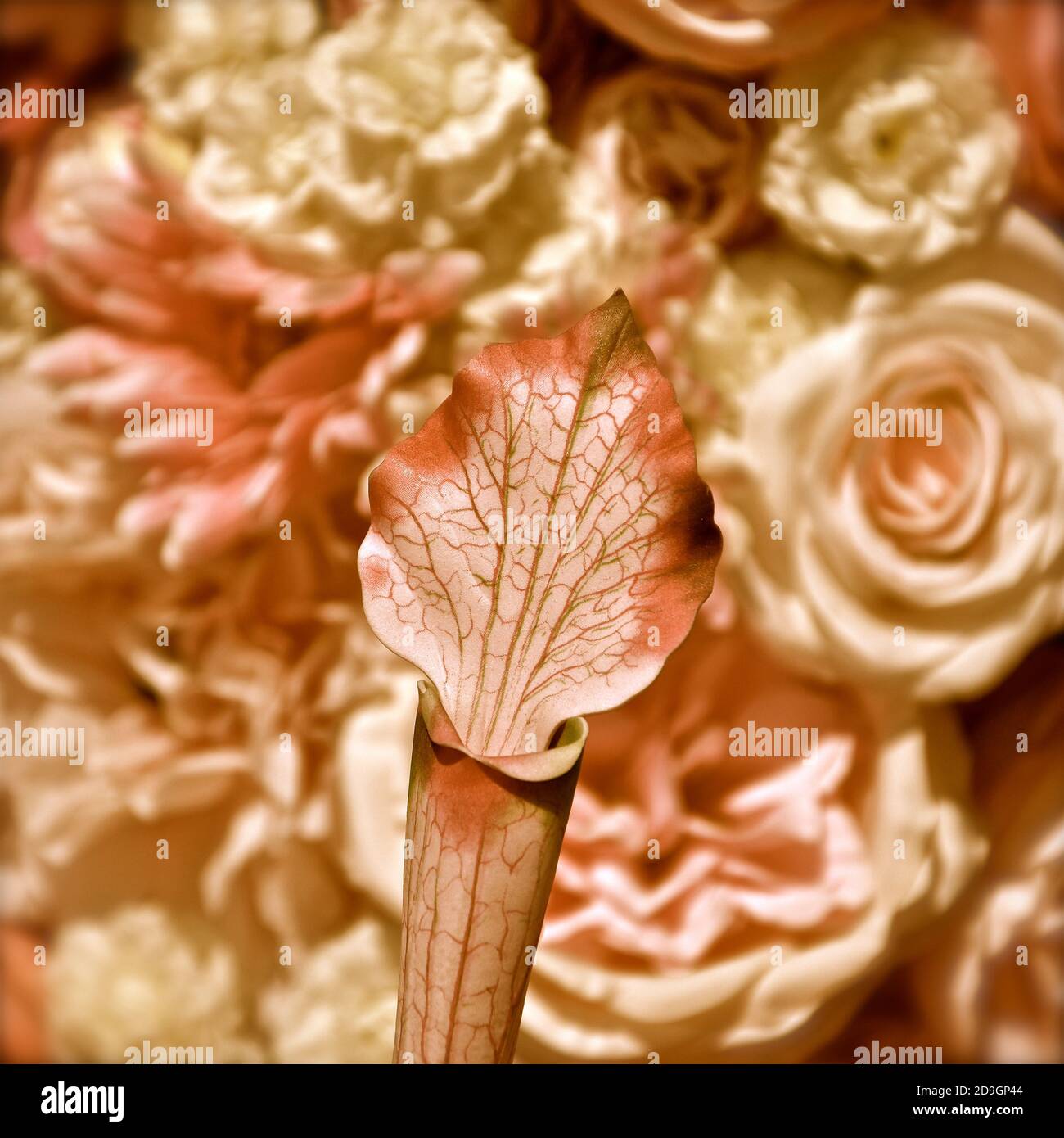 Eine Luftaufnahme eines Flachlays von verschiedenen Rosen in voller Blüte in einer Vielzahl von Schattierungen und Tönen von Rosa, Creme und Pfirsich. Stockfoto