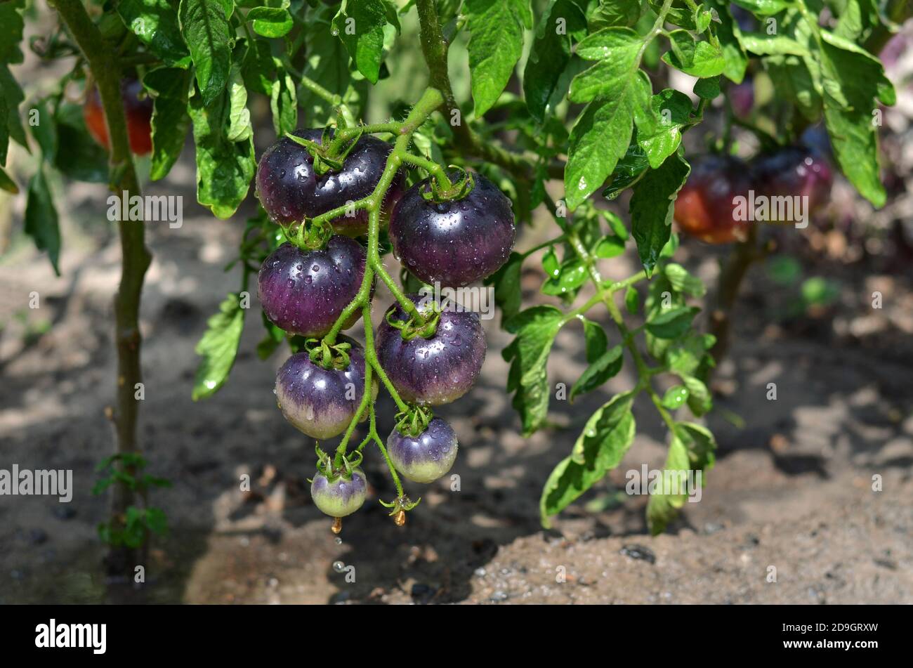 Unreife Indigo Rose schwarze Tomaten wachsen im offenen Boden Stockfoto