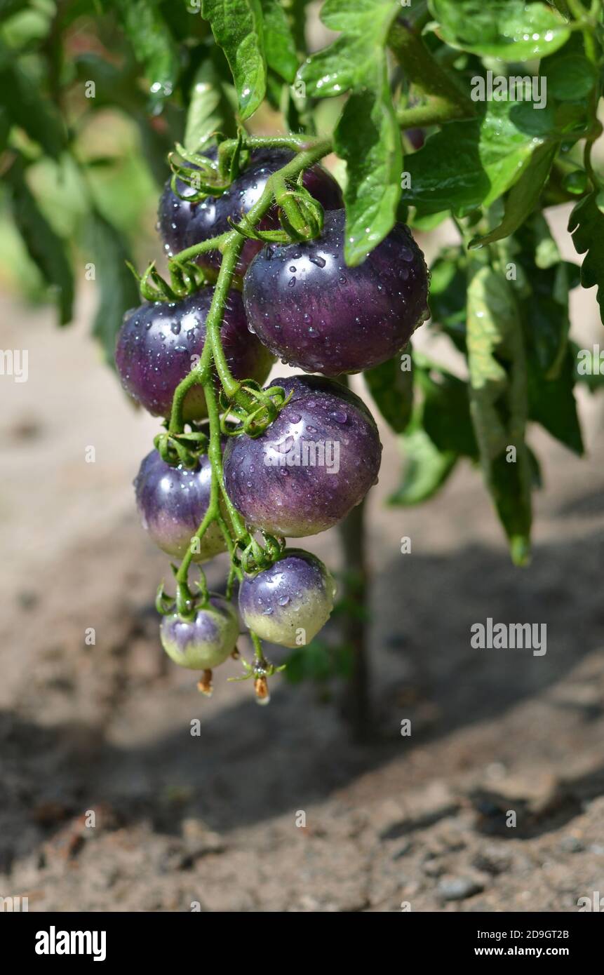 Bündel unreife Indigo Rose schwarze Tomaten mit Wassertropfen Nahaufnahme Stockfoto