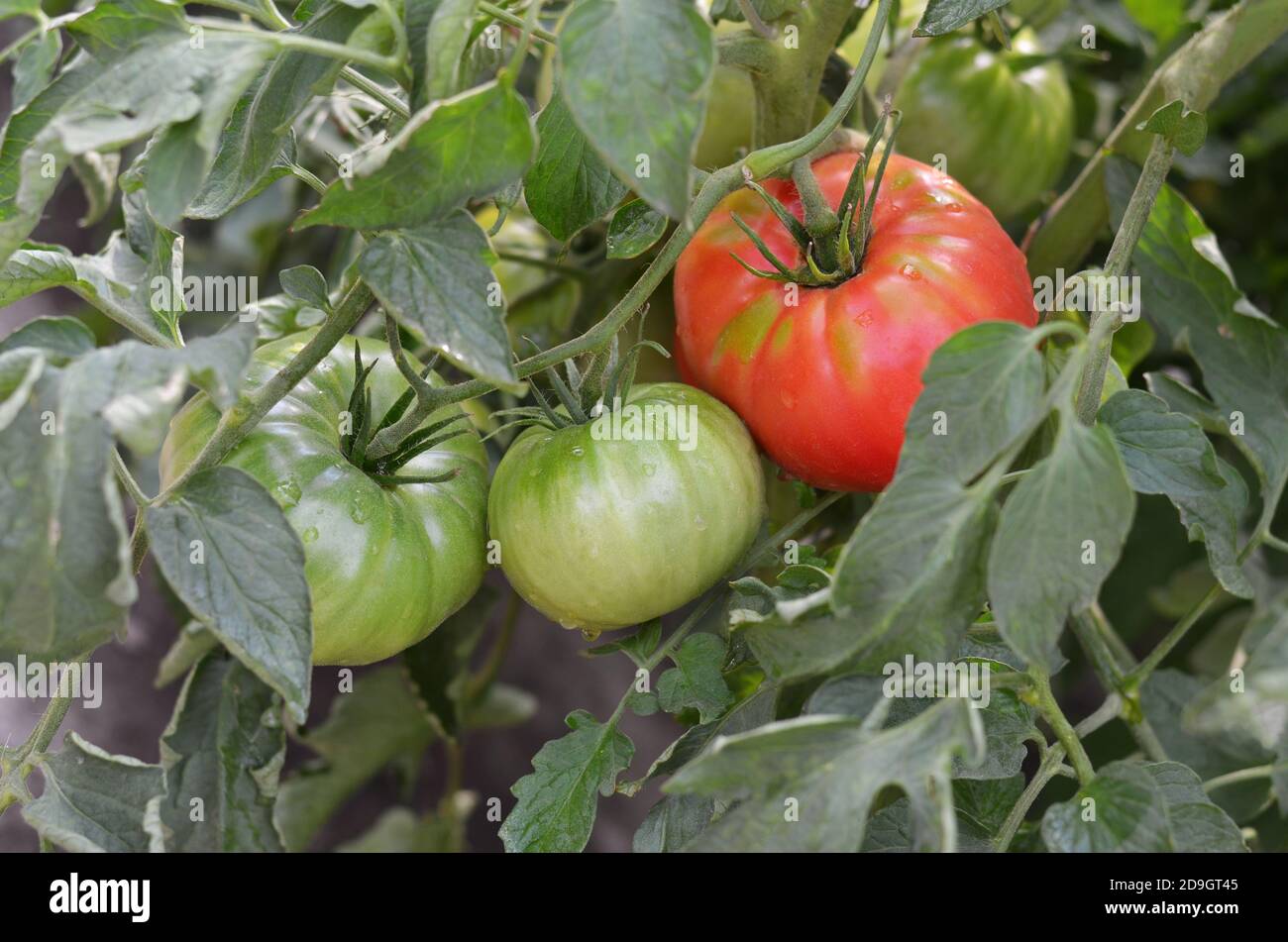 Tomaten unterschiedlicher Reife hängen an der Pflanze. Nahaufnahme Stockfoto