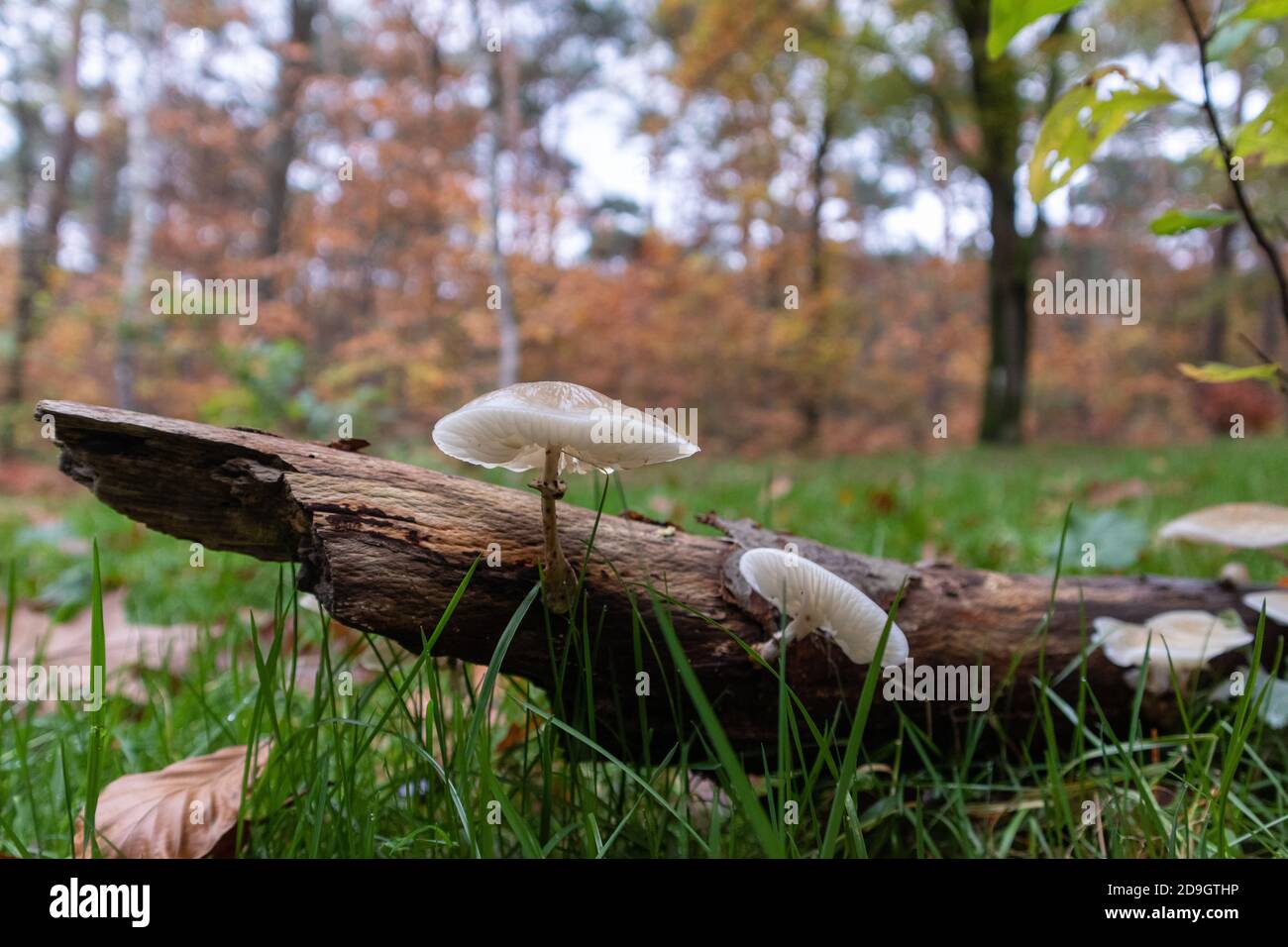 Weiße Pilze auf einem toten Baumstamm in einem Park Stockfoto