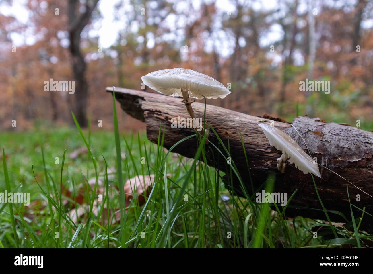 Weiße Pilze auf einem toten Baumstamm in einem Park Stockfoto