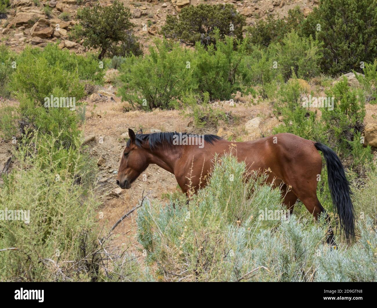 Wild Horse, Main Canyon Trail, Little Book Cliffs Wild Horse Range, Little Book Cliffs Wilderness Study Area in der Nähe von Palisade, Colorado. Stockfoto