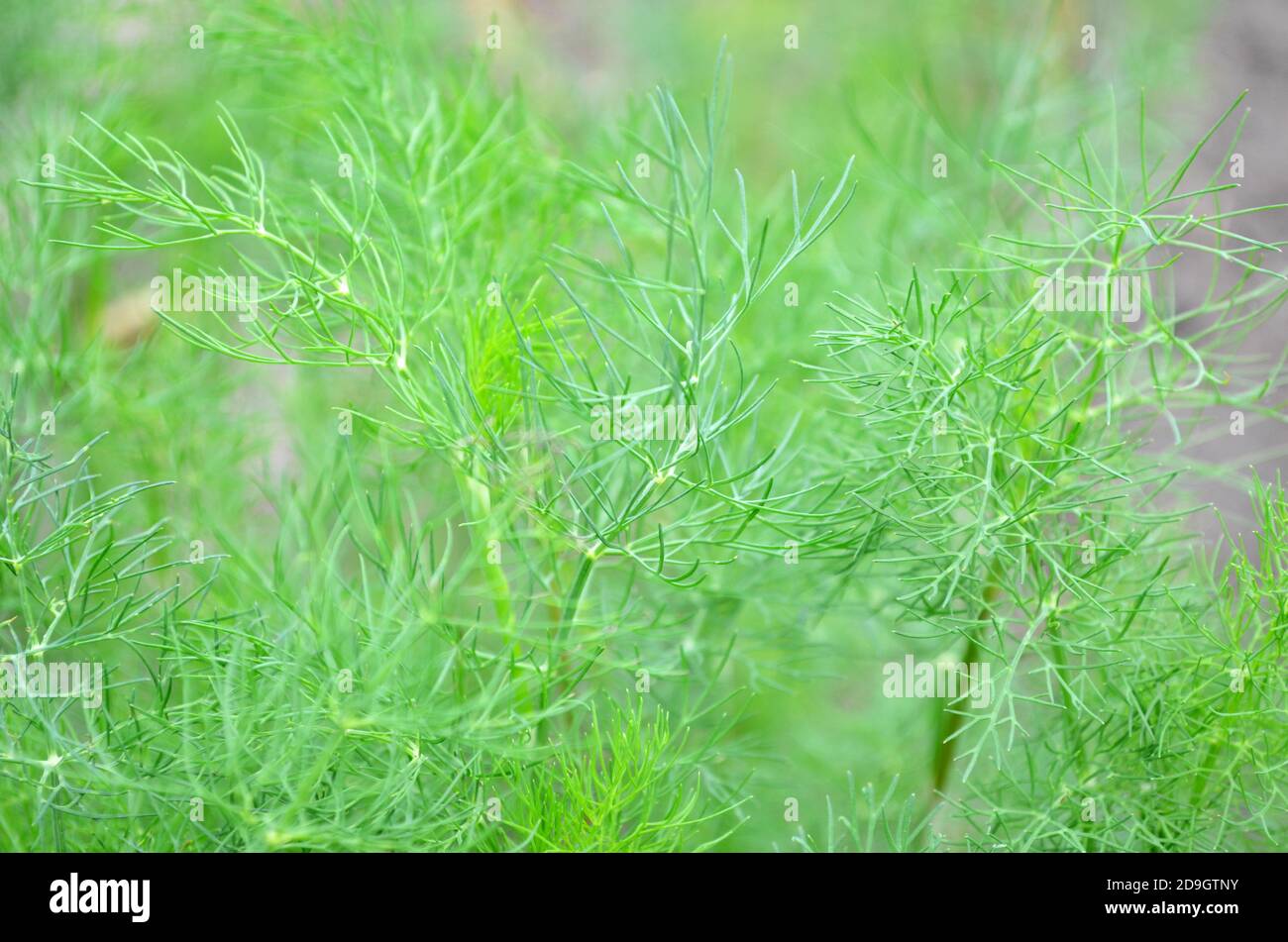 Nahaufnahme von frischem grünen Dill, der im Garten wächst. Kann als Hintergrund, selektiver Fokus verwendet werden. Stockfoto