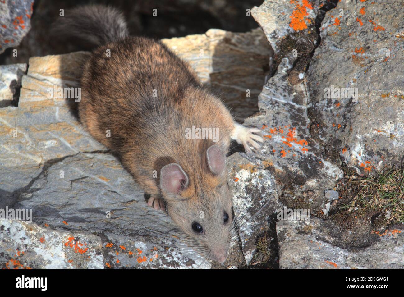 Ratte packen Stockfoto