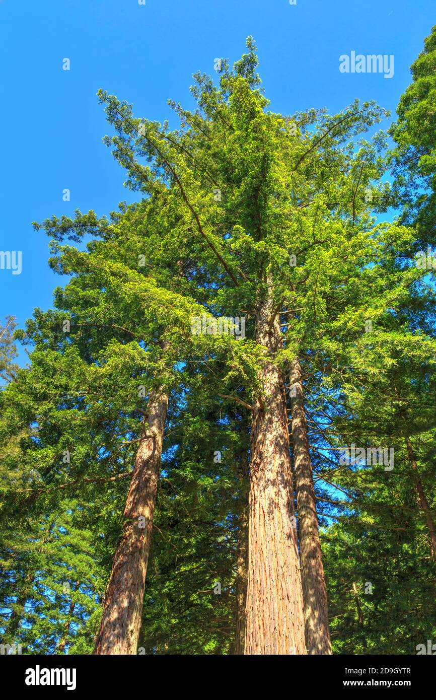 Reife kalifornische Redwood-Bäume, die in den Himmel ragen. Fotografiert im Whakarewarewa Forest, Rotorua, Neuseeland Stockfoto