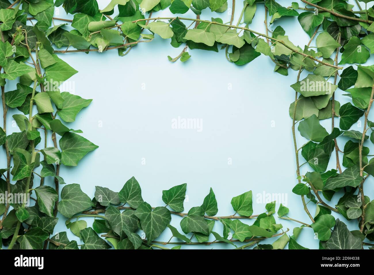 Rahmen aus grnem Efeu auf farbigem Hintergrund Stockfotografie - Alamy