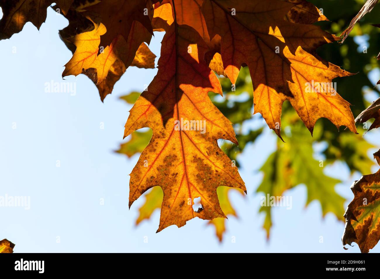 Herbstbaum mit Laub veränderte die Farbe in der Herbstsaison Stockfoto