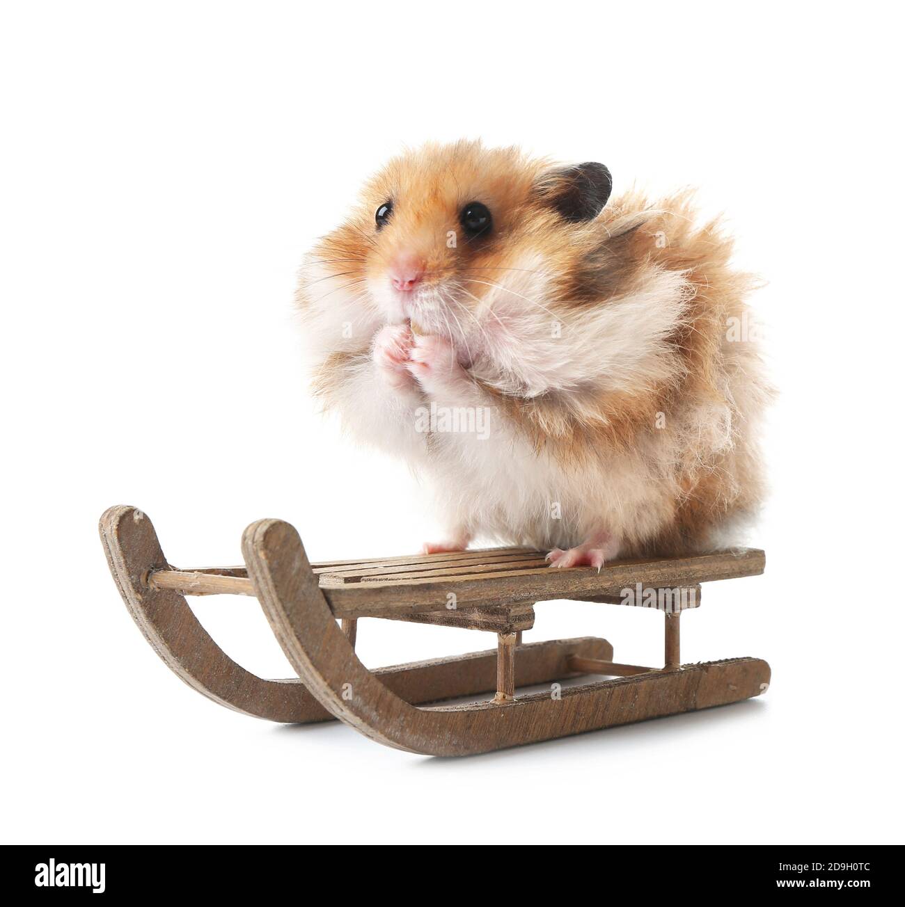 Lustiger Hamster mit Schlitten auf weißem Hintergrund Stockfoto