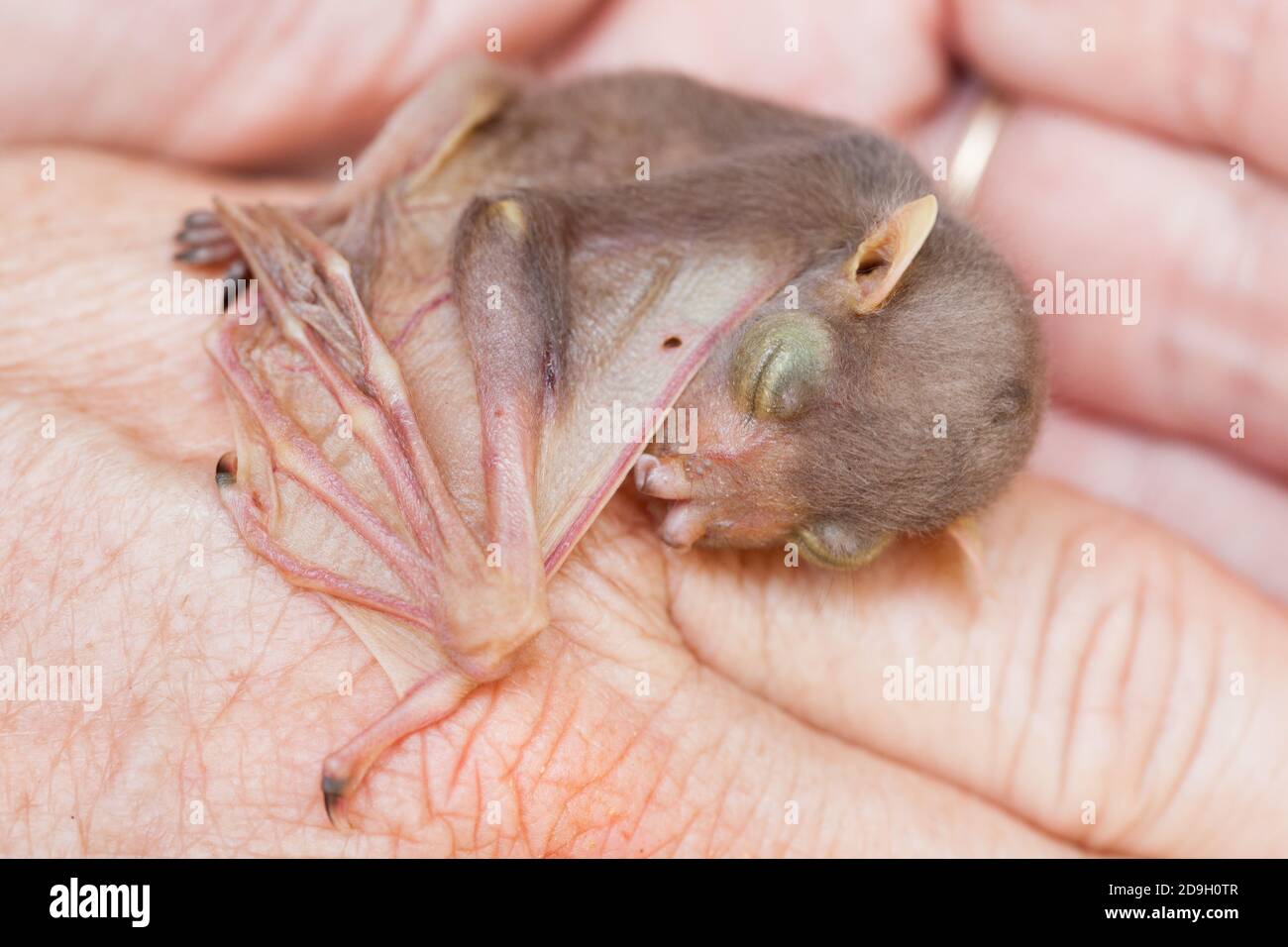 Waisenkind Östliche Röhrennase Fledermaus (Nyctimene robinsoni) ca. 3 Tage alt, ruht nach der Fütterung. November 2020. Cow Bay. Queensland. Australien. Stockfoto