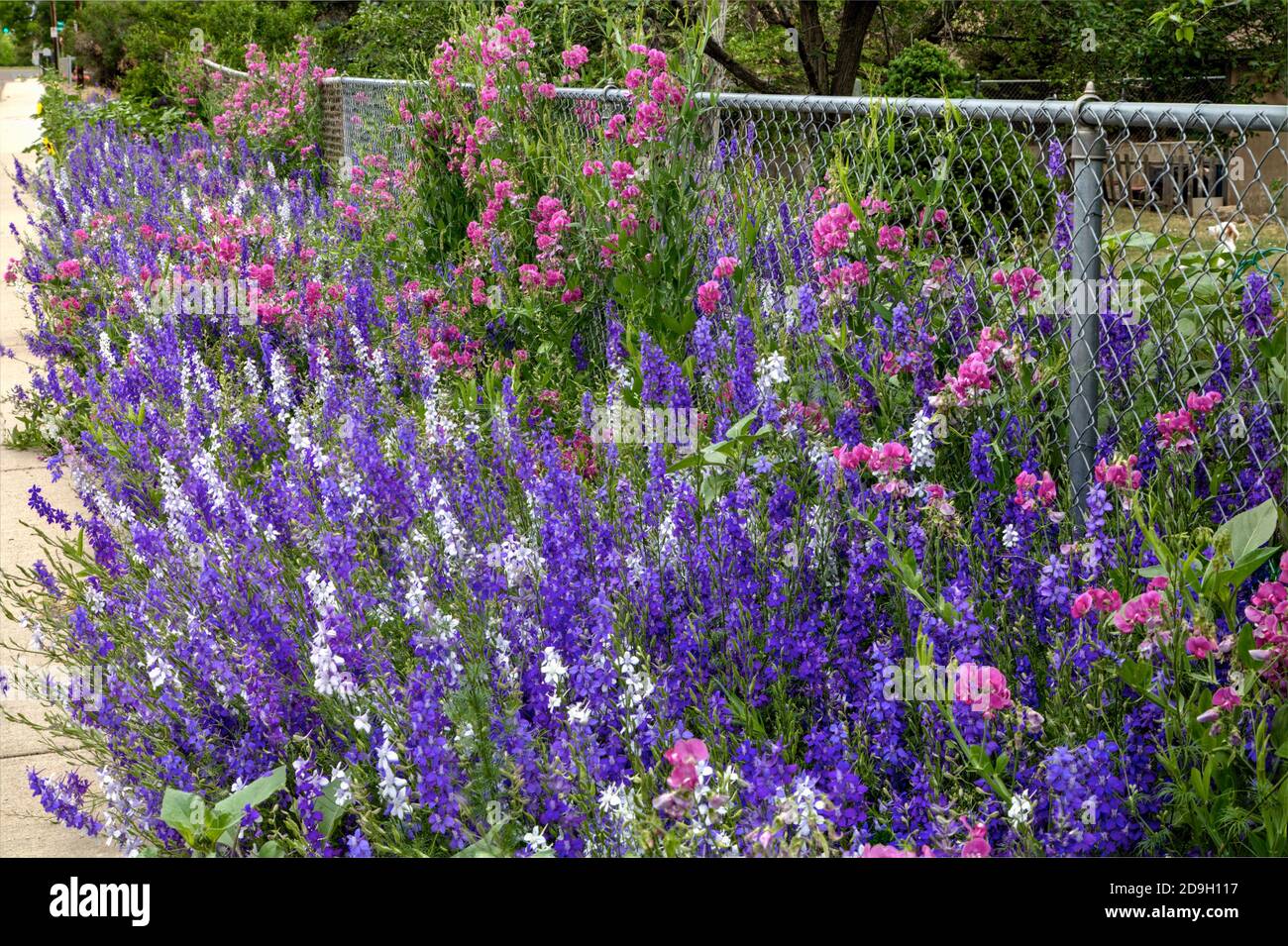 Im Frühsommer blühen zwei sehr farbenfrohe Jahrespflanzen, Larkspur und Sweet Pea. Stockfoto