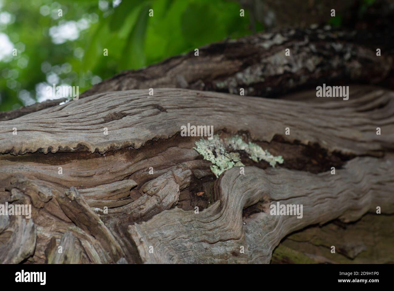 Detail der Rinde eines alten Kastanienstammes Stockfoto
