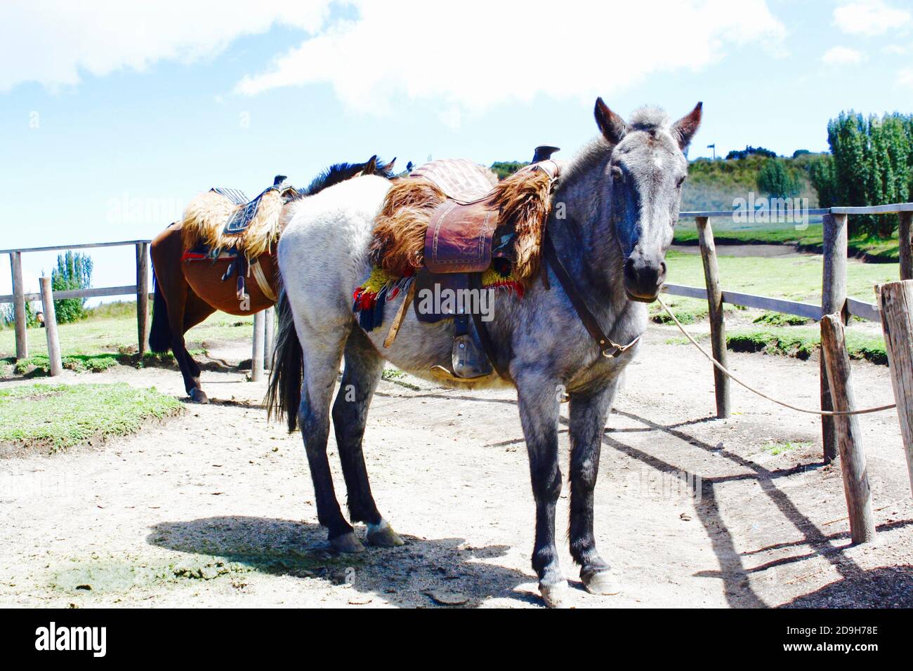 Pferd in Ecuador Stockfoto