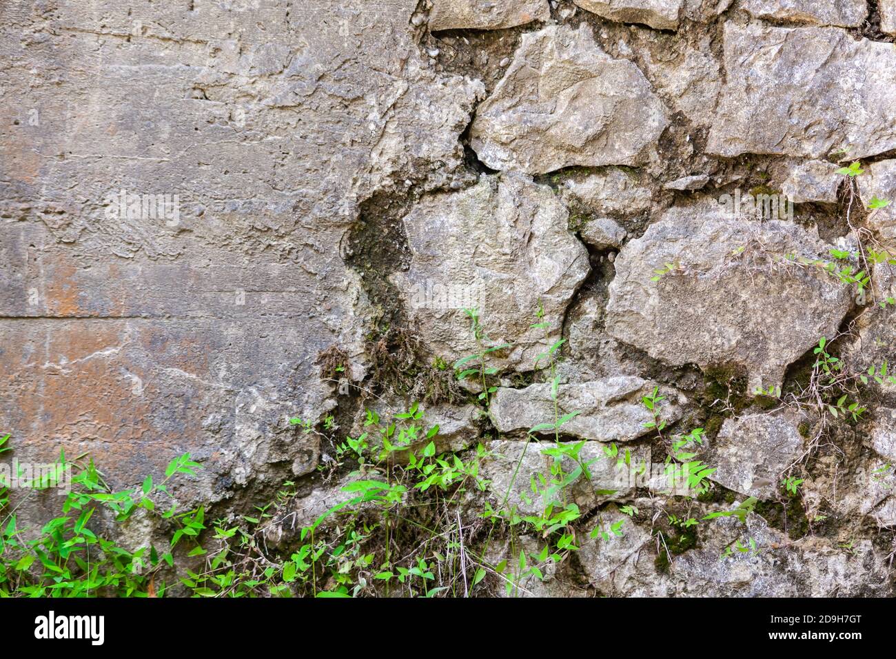 Die alte Wand aus Kopfsteinpflaster ist mit Pflanzen bedeckt Stockfoto