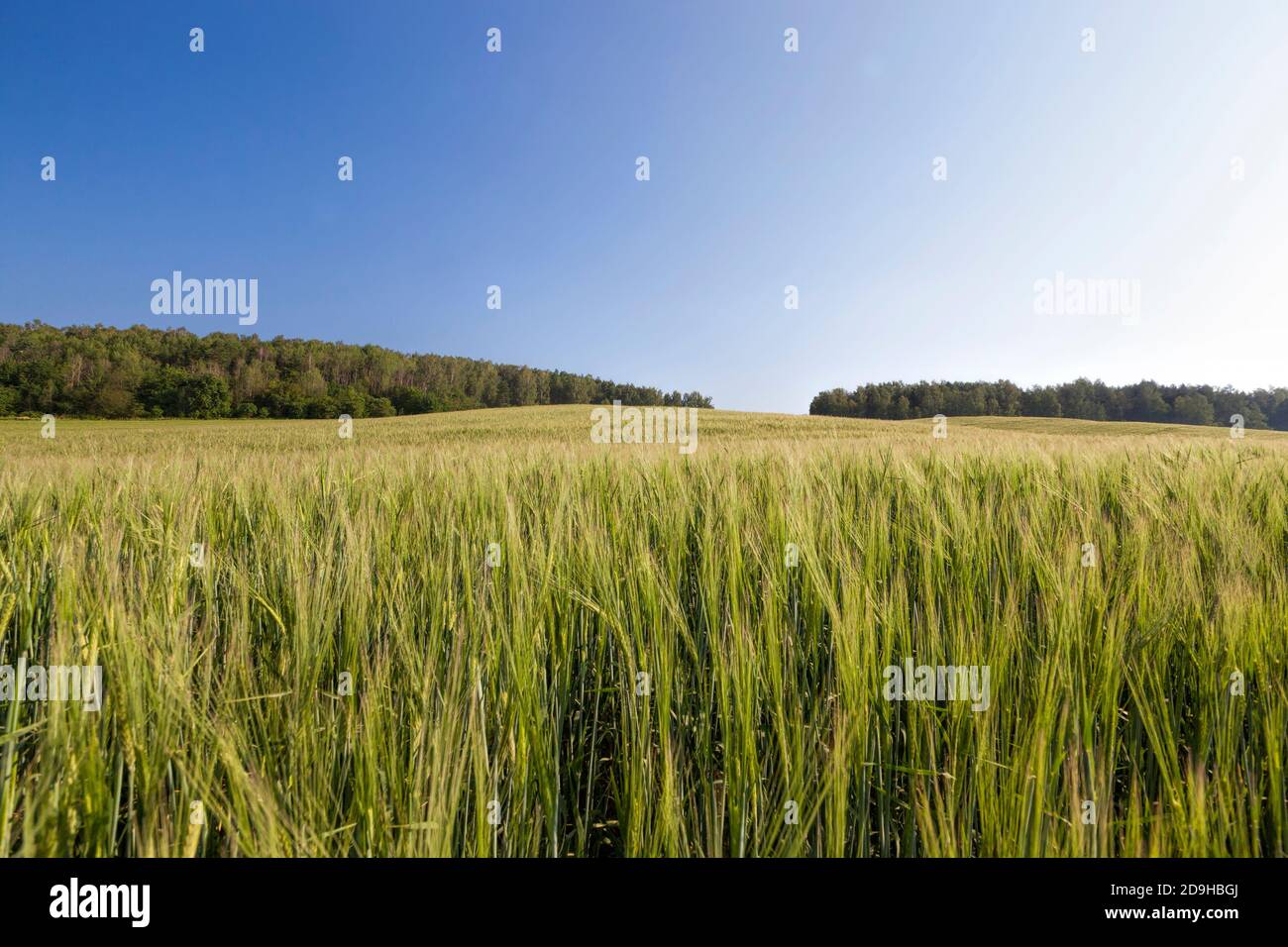 Große Getreideausbeute von unreifen Weizen Stockfoto